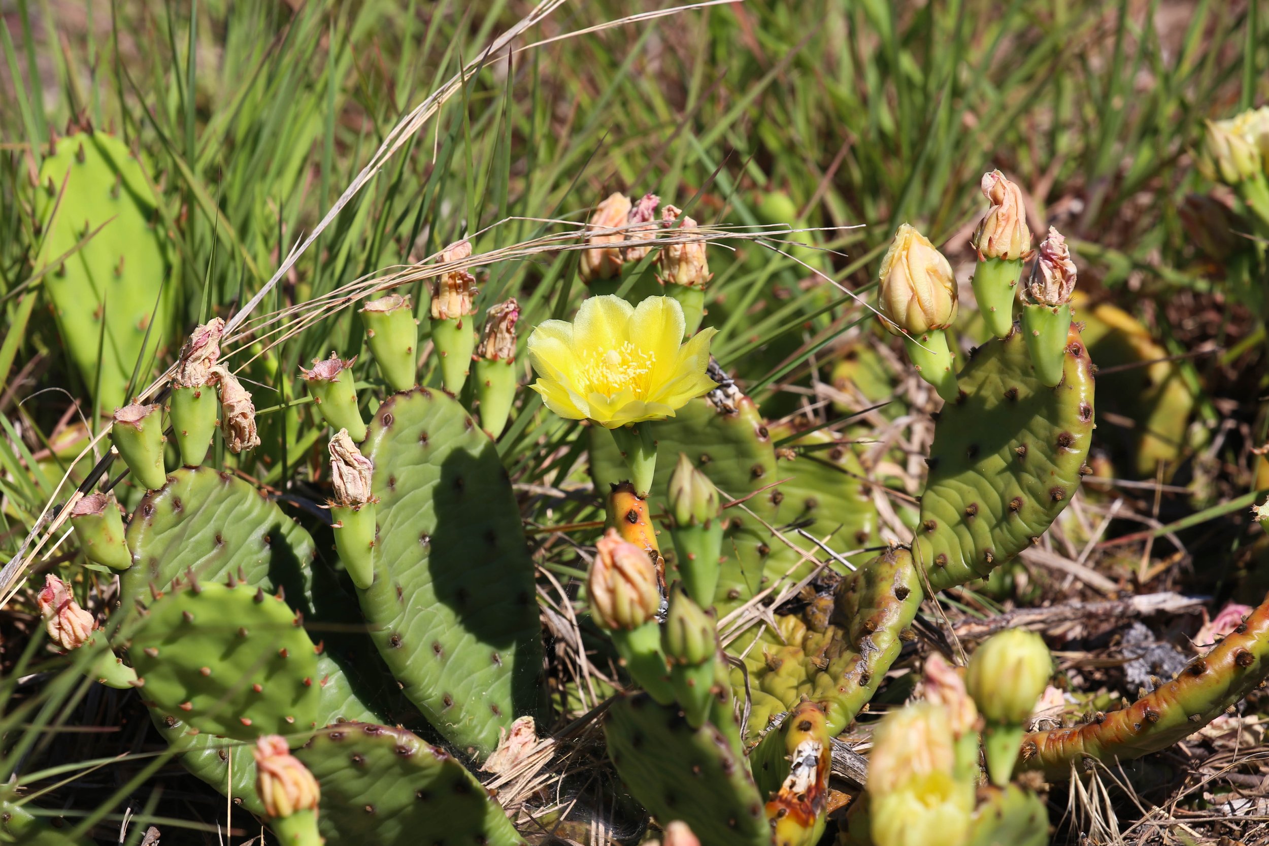Eastern Prickly Pear (Opuntia humifusa)