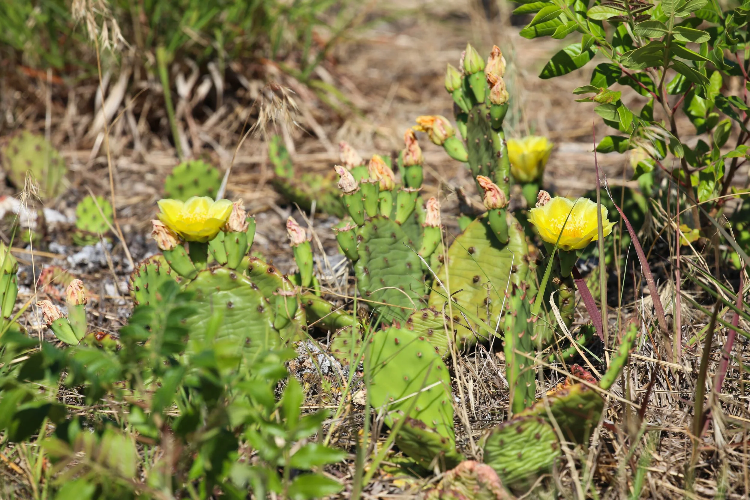 Eastern Prickly Pear (Opuntia humifusa)