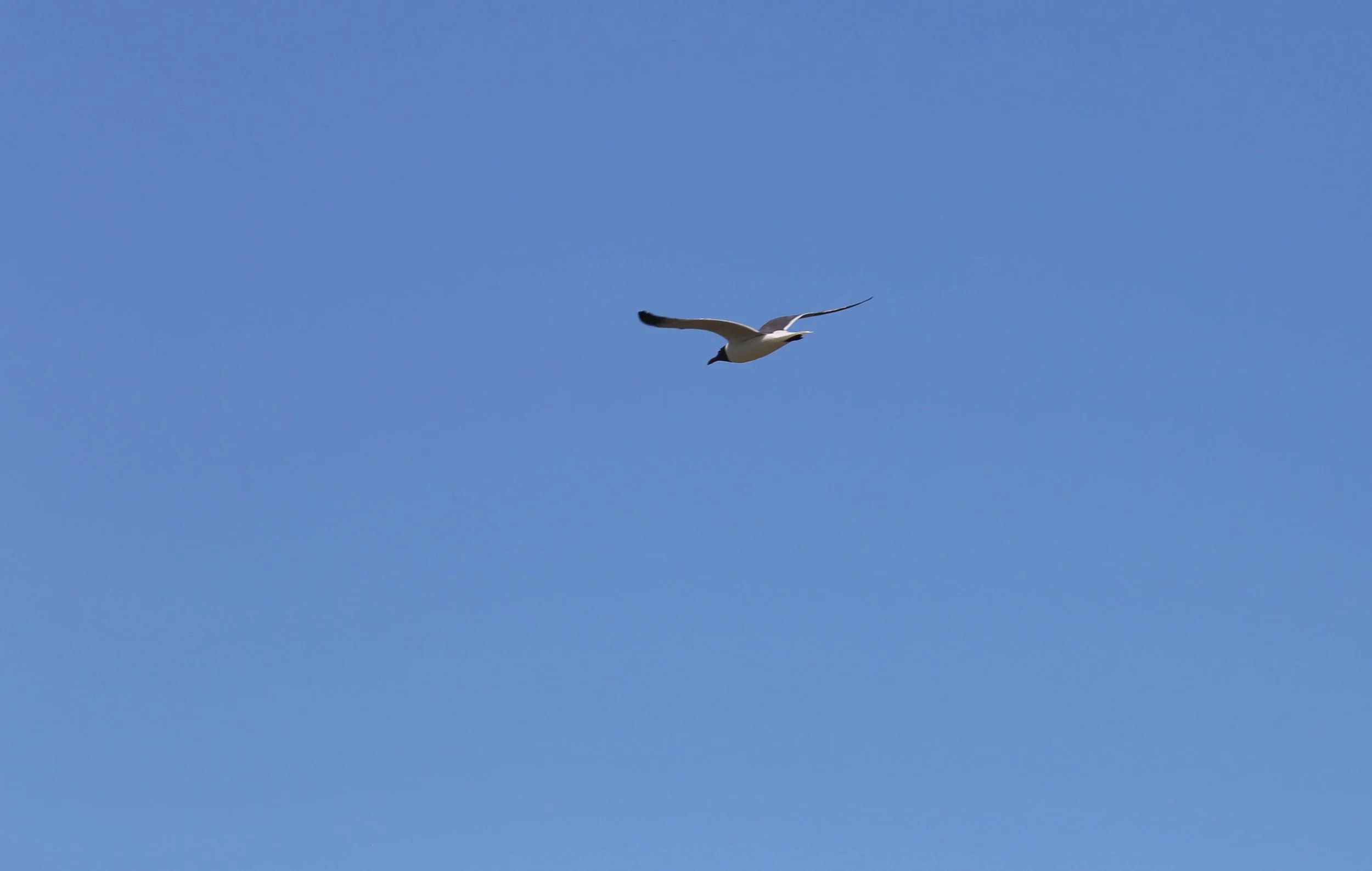 Laughing Gull, Leucophaeus atricilla