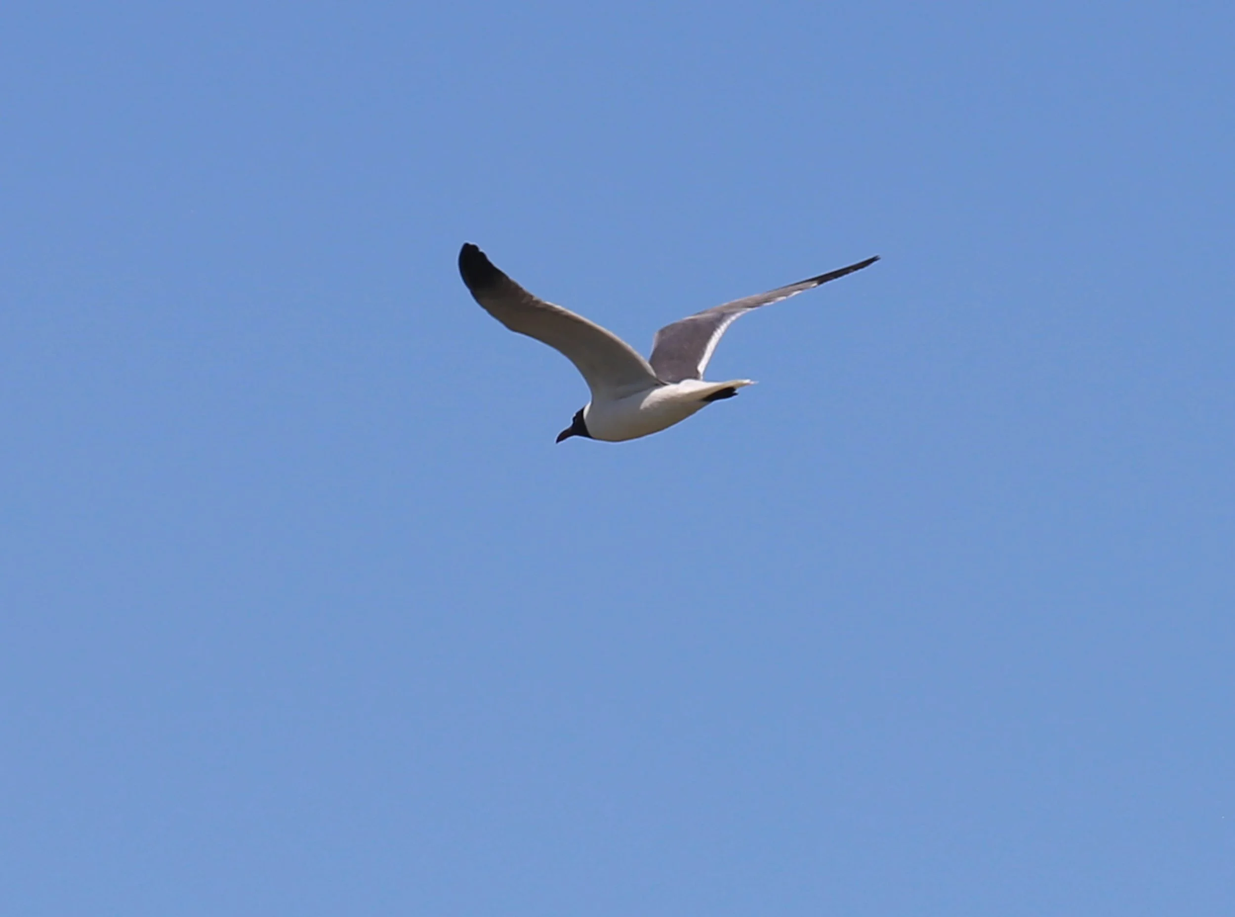 Laughing Gull, Leucophaeus atricilla