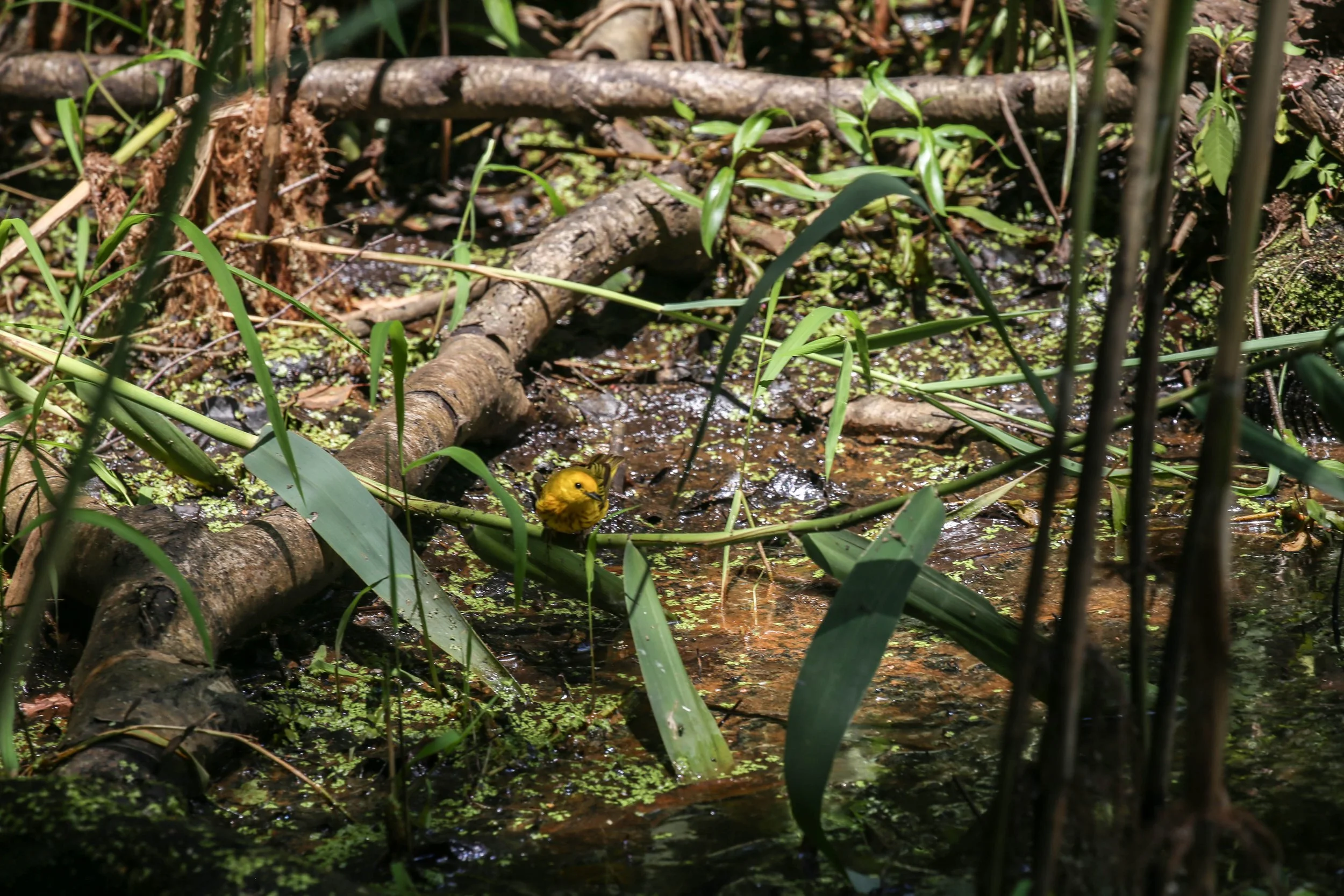 Northern Yellow Warbler, Setophaga aestiva