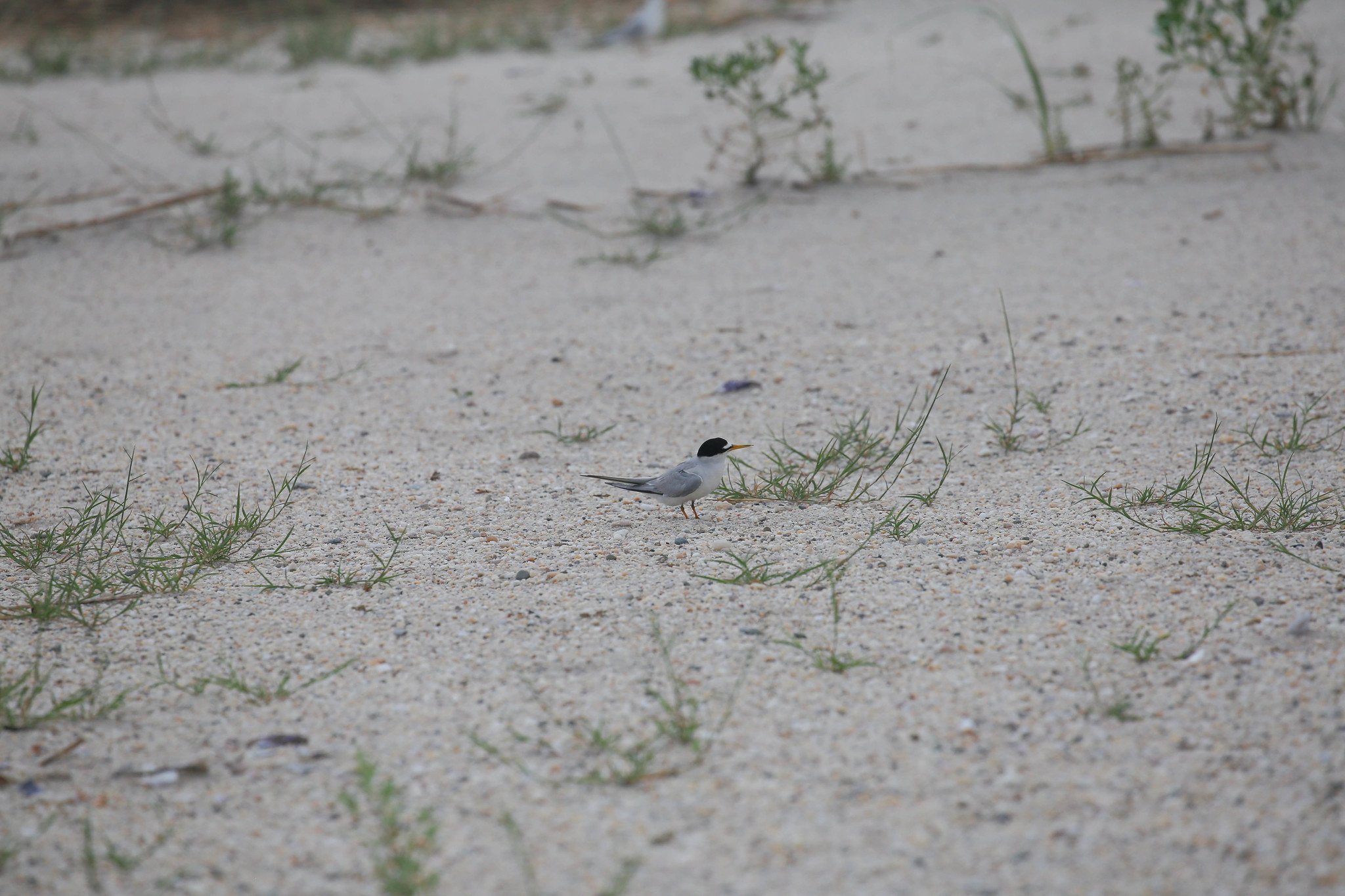 Sunken Meadow State Park, Long Island, NY