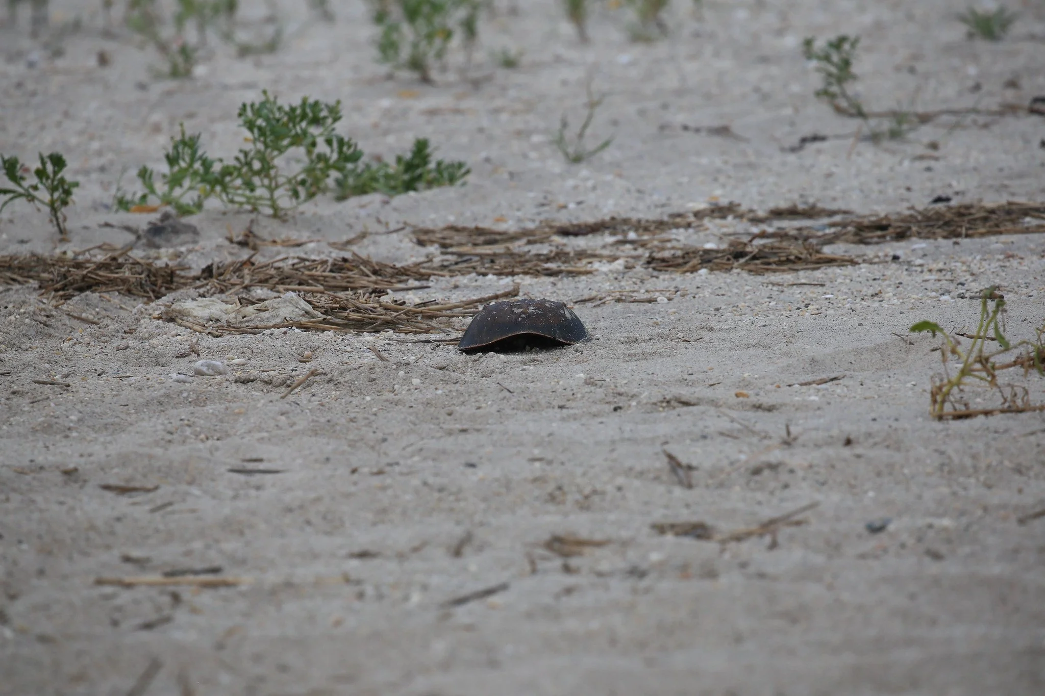 Sunken Meadow State Park, Long Island, NY