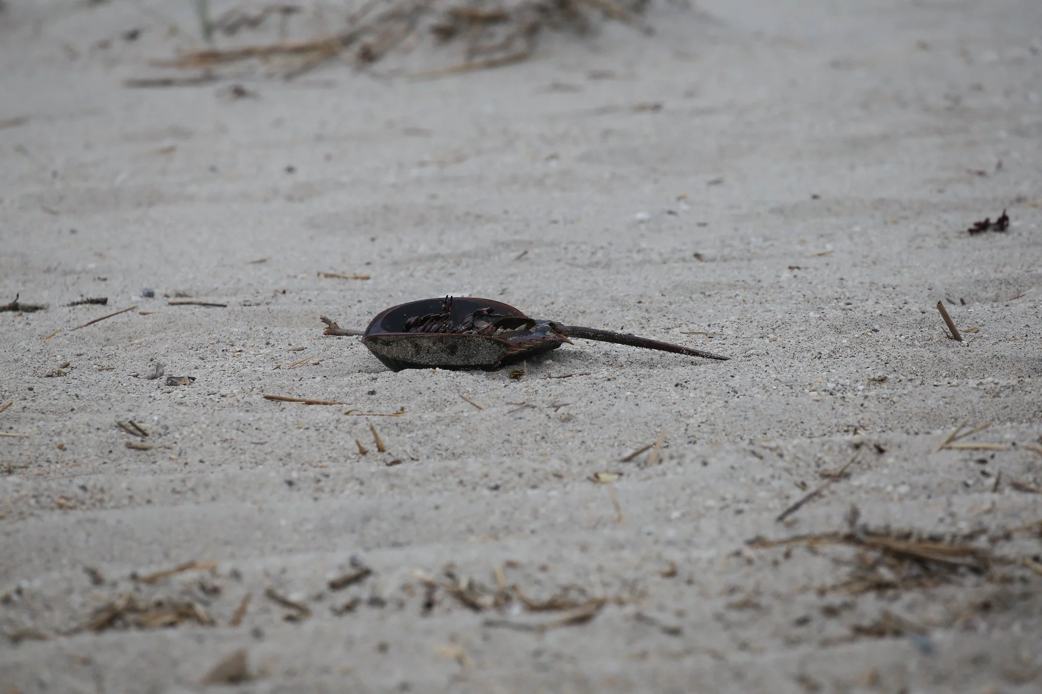 Sunken Meadow State Park, Long Island, NY