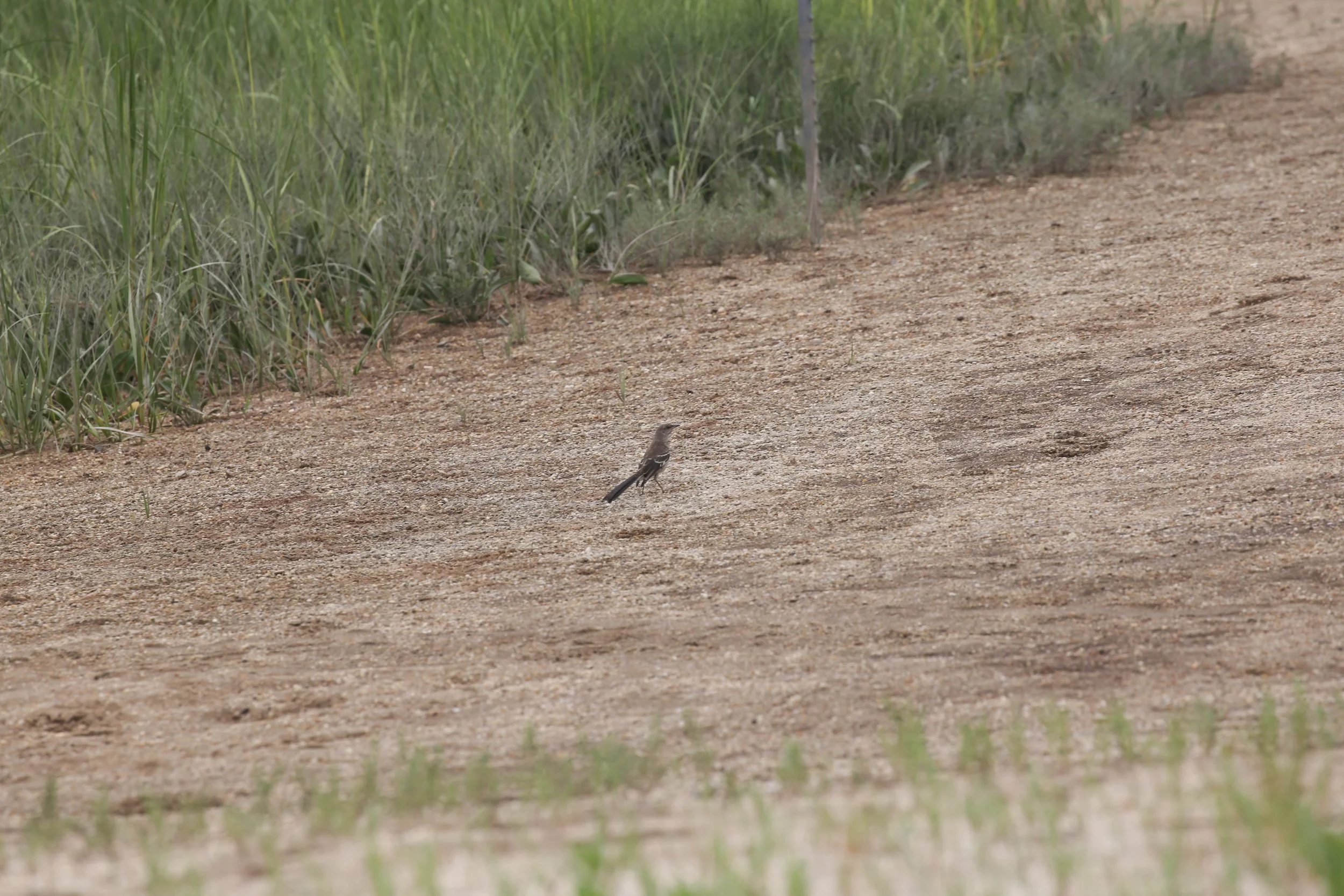 Northern Mockingbird, Mimus polyglottos
