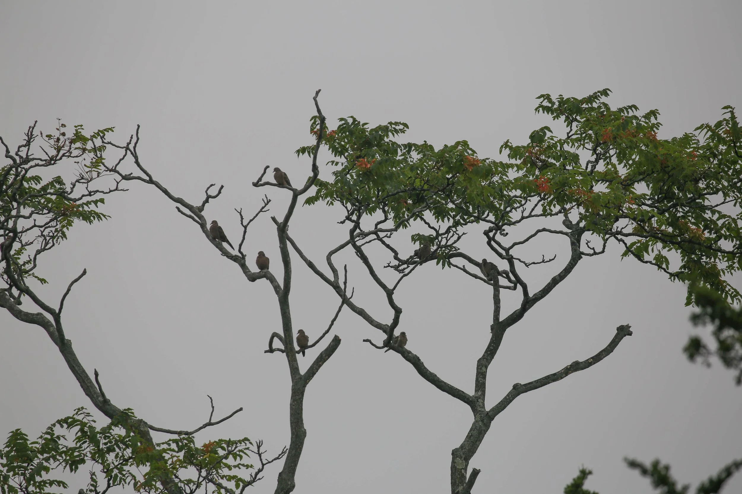Mourning doves,  Zenaida macroura