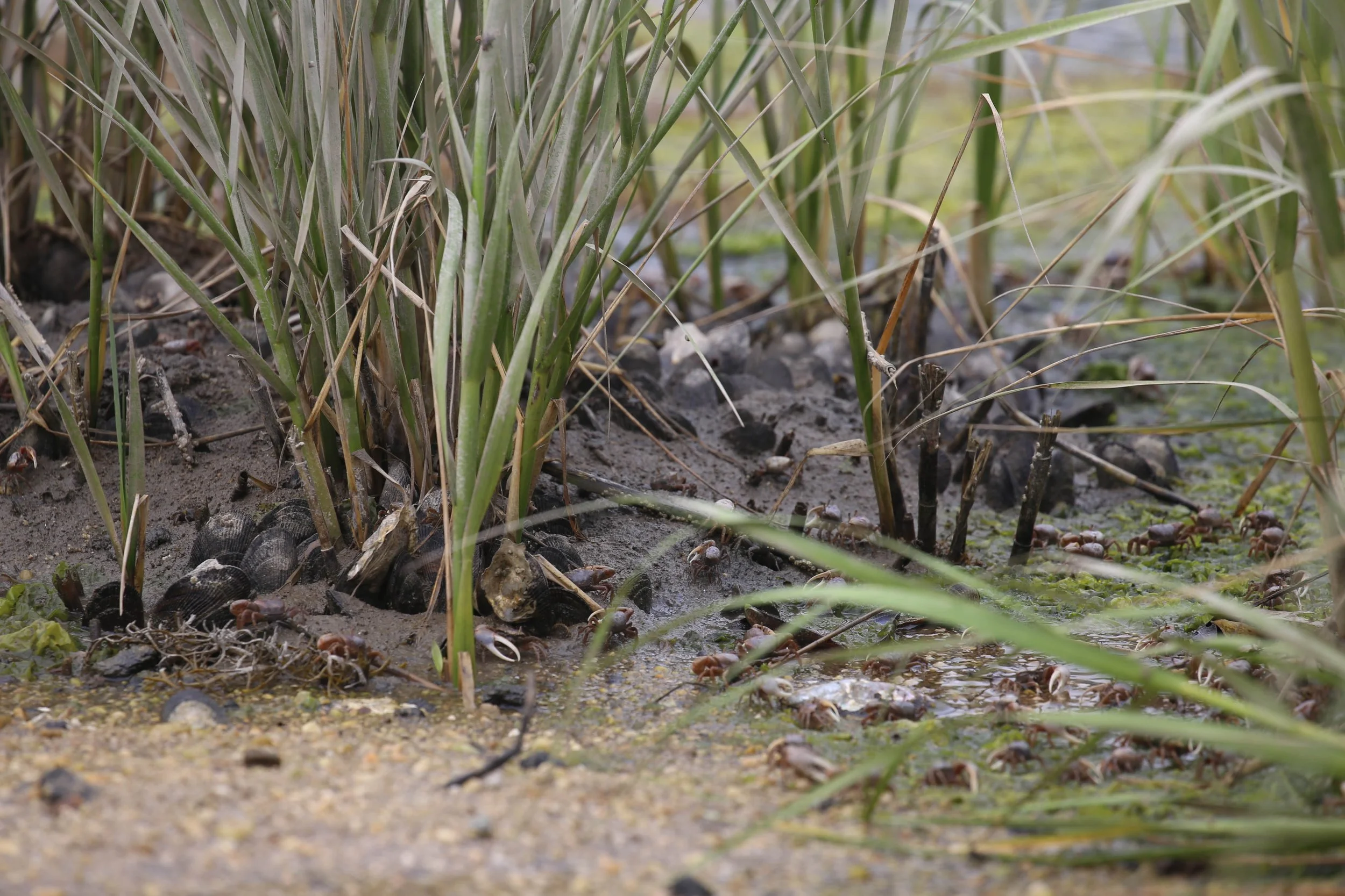 Fiddler Crabs