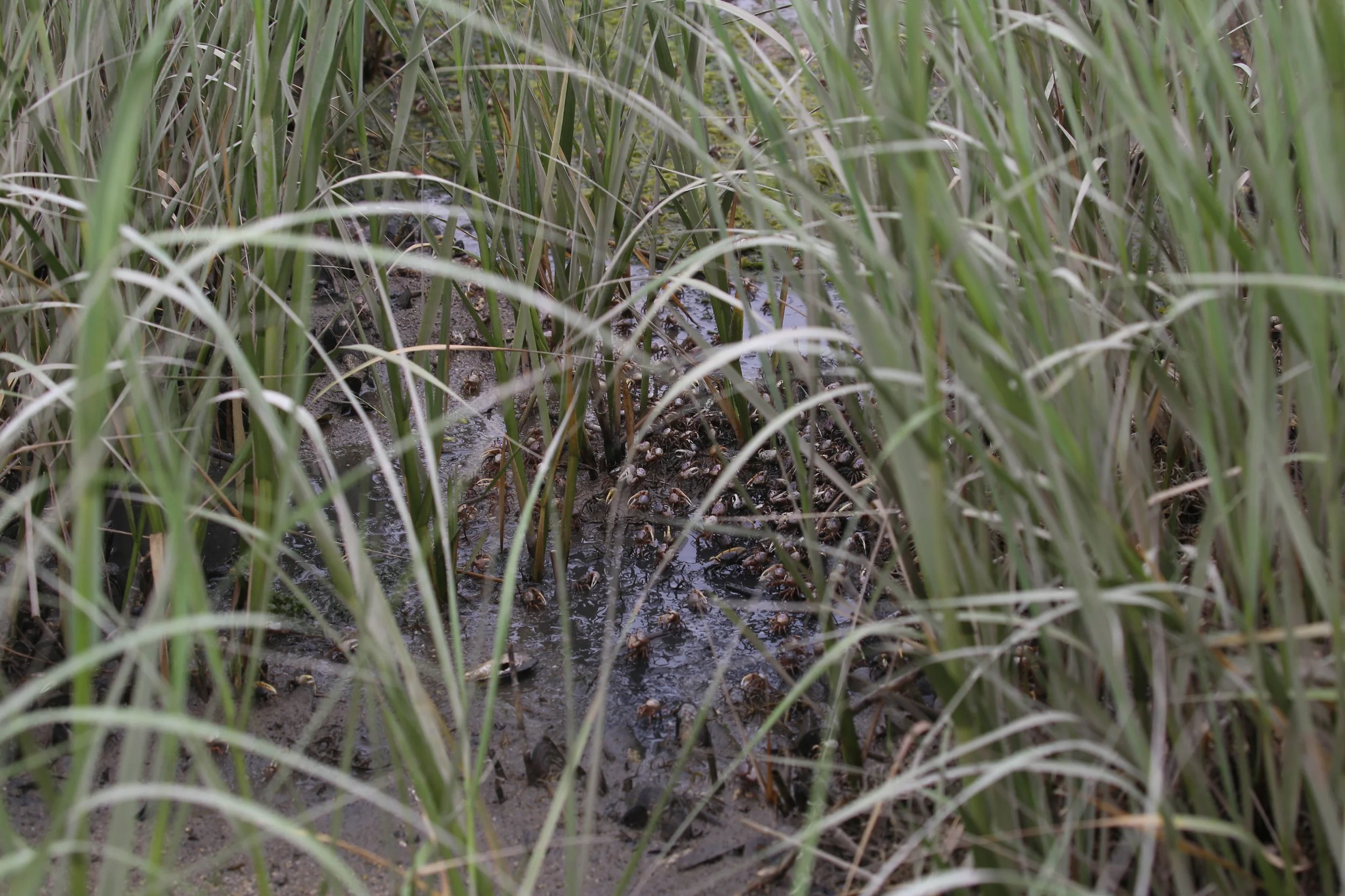 WEB-2654.jpg