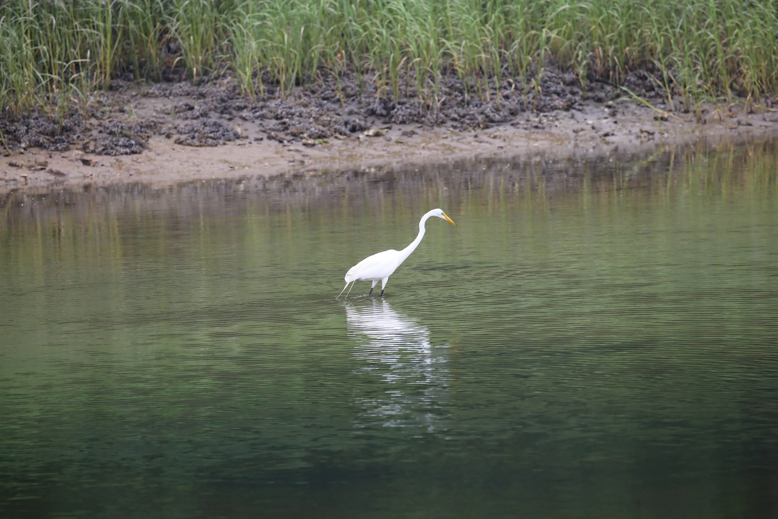 Great Egret, Ardea alba