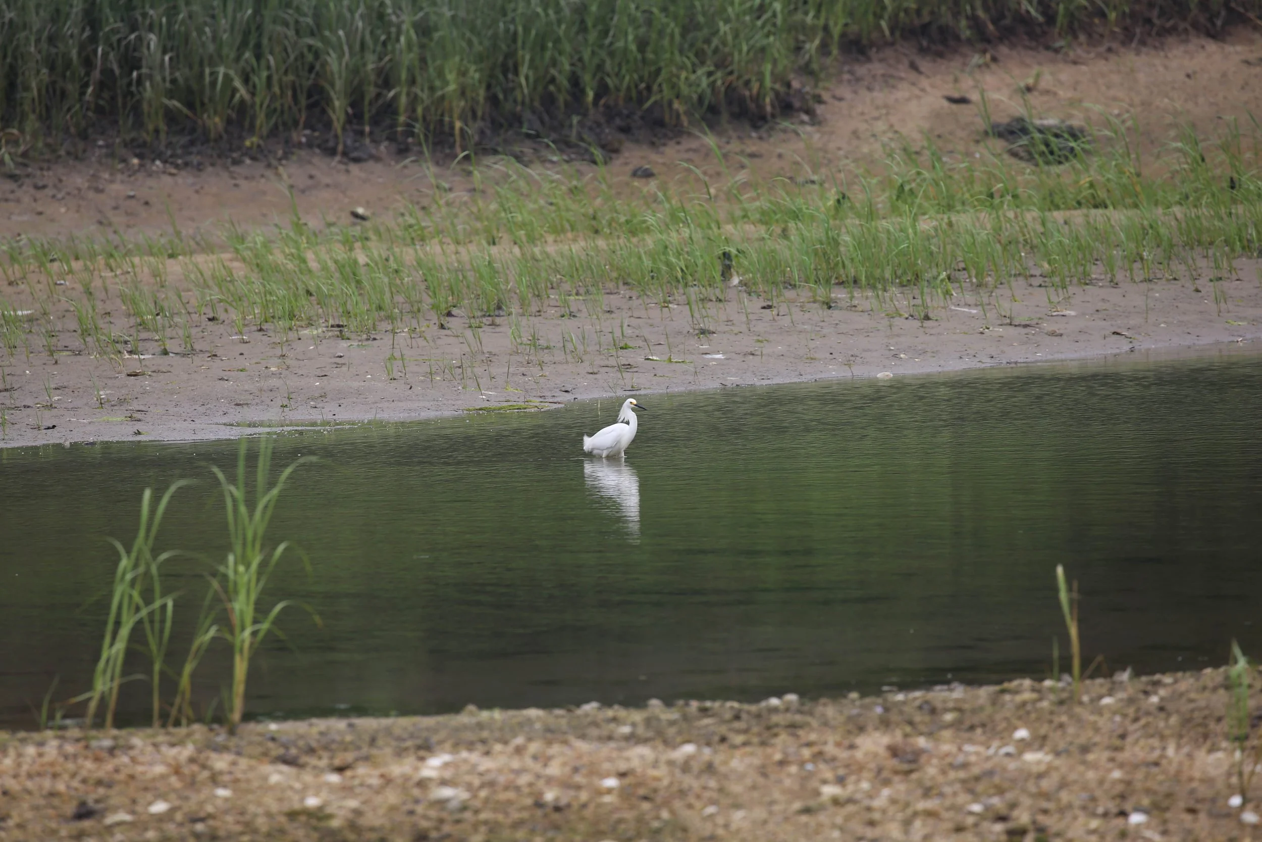 Snowy Egret, Egretta thula