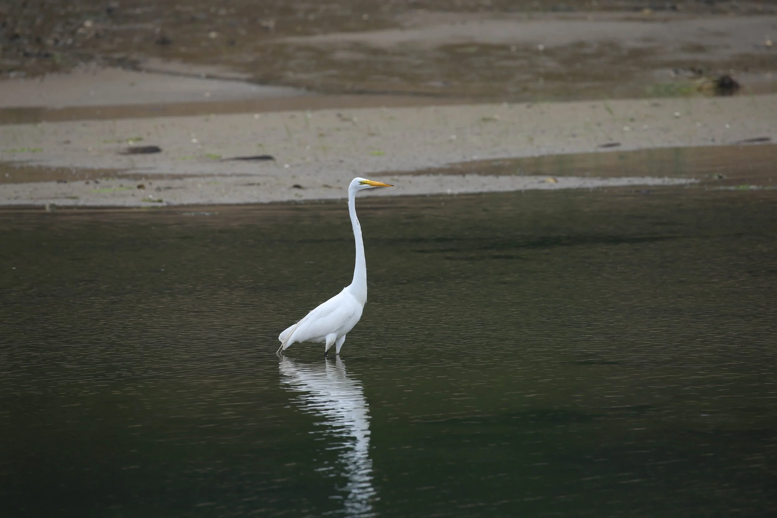 Great Egret, Ardea alba