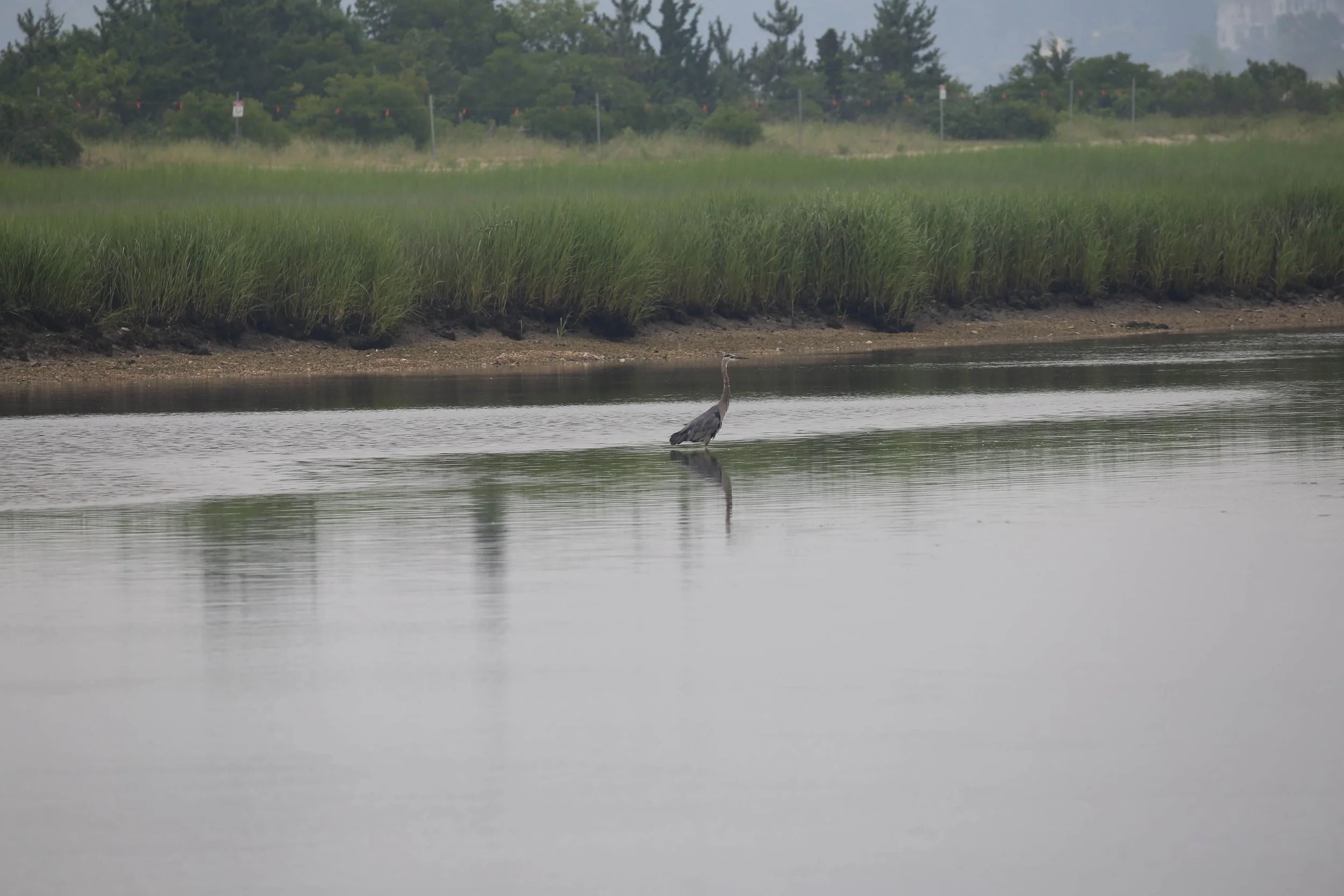 Great Blue Heron, Ardea herodias