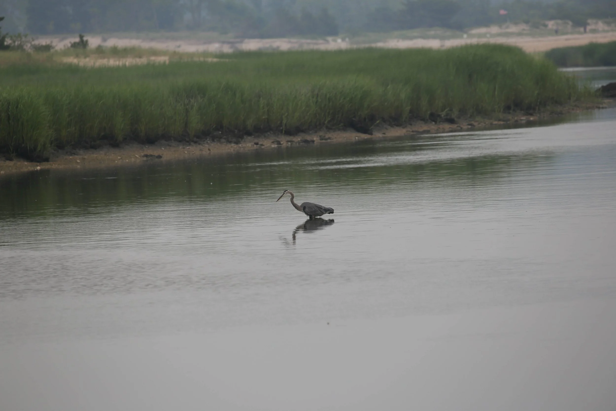 Great Blue Heron, Ardea herodias