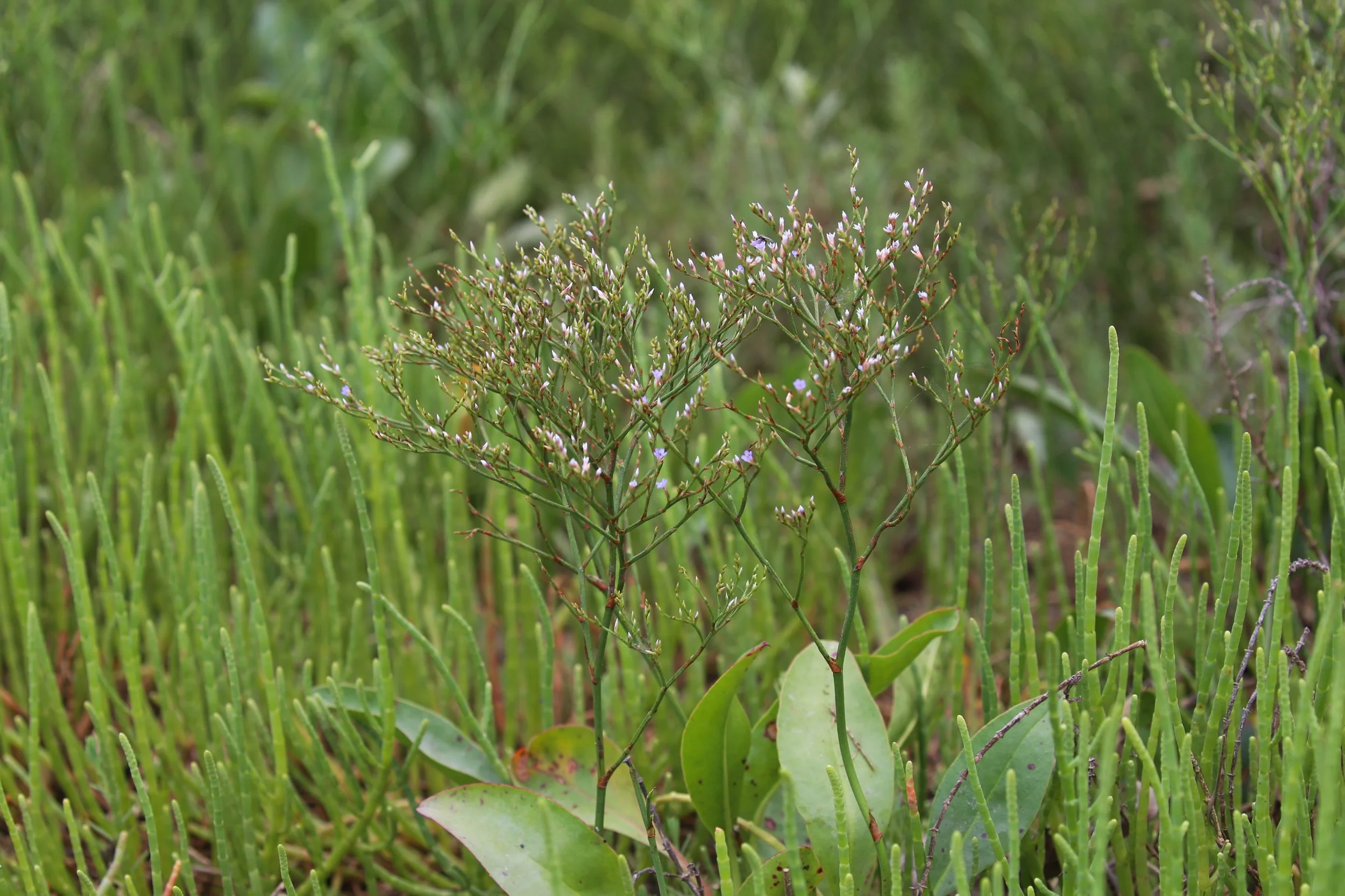 Sea lavender, Limonium carolinianum
