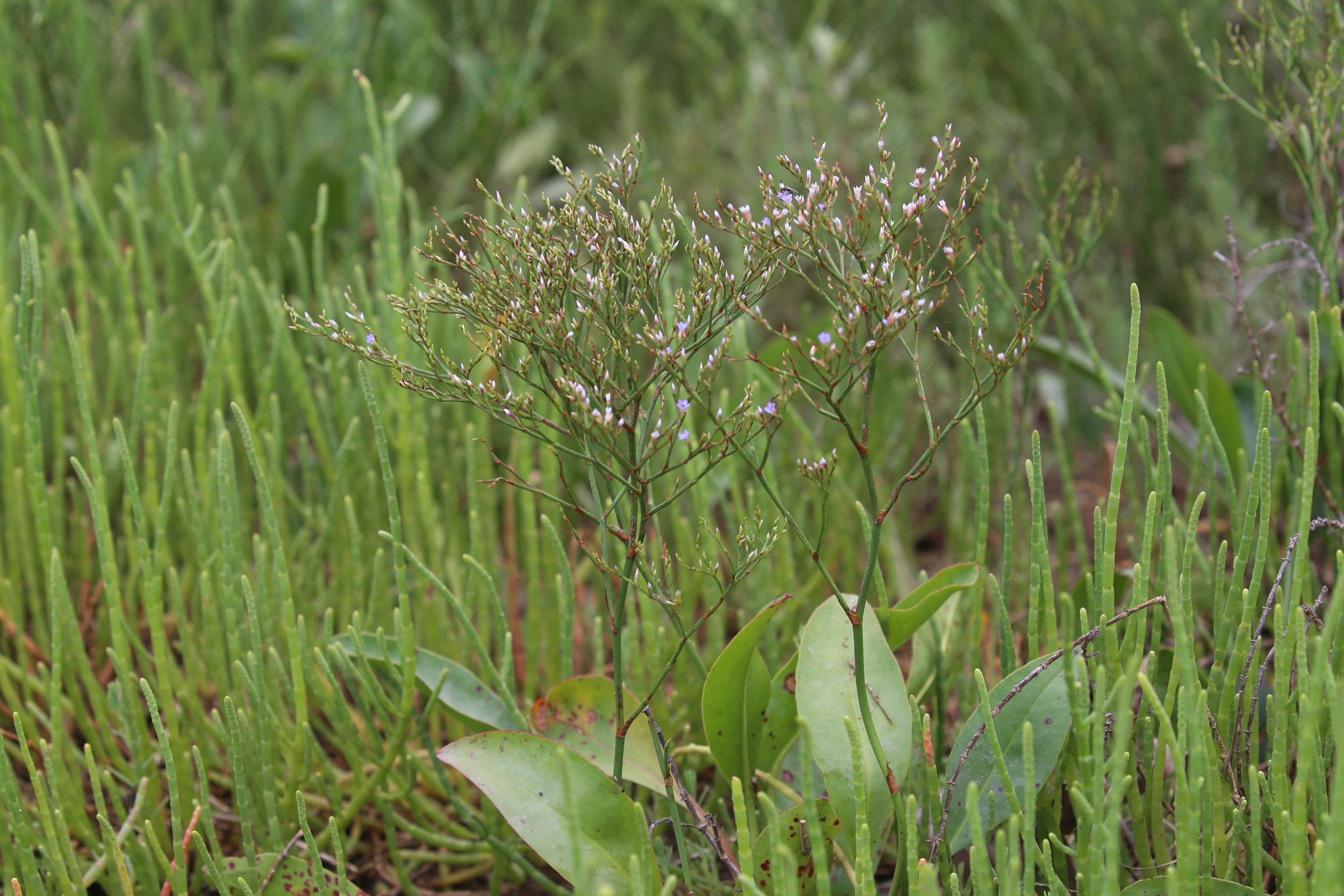 Sea lavender, Limonium carolinianum