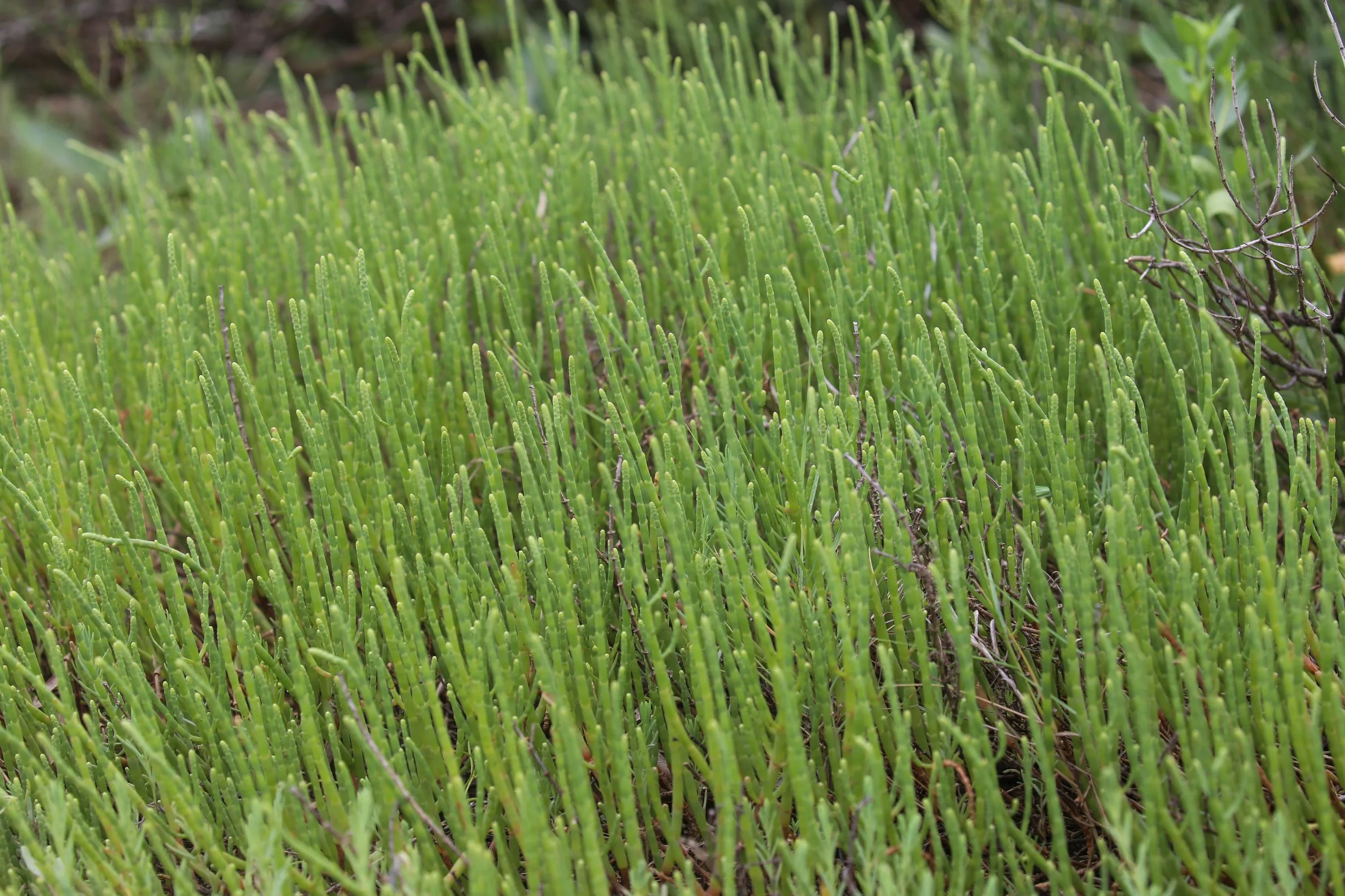 Glasswort, Salicornia sp.