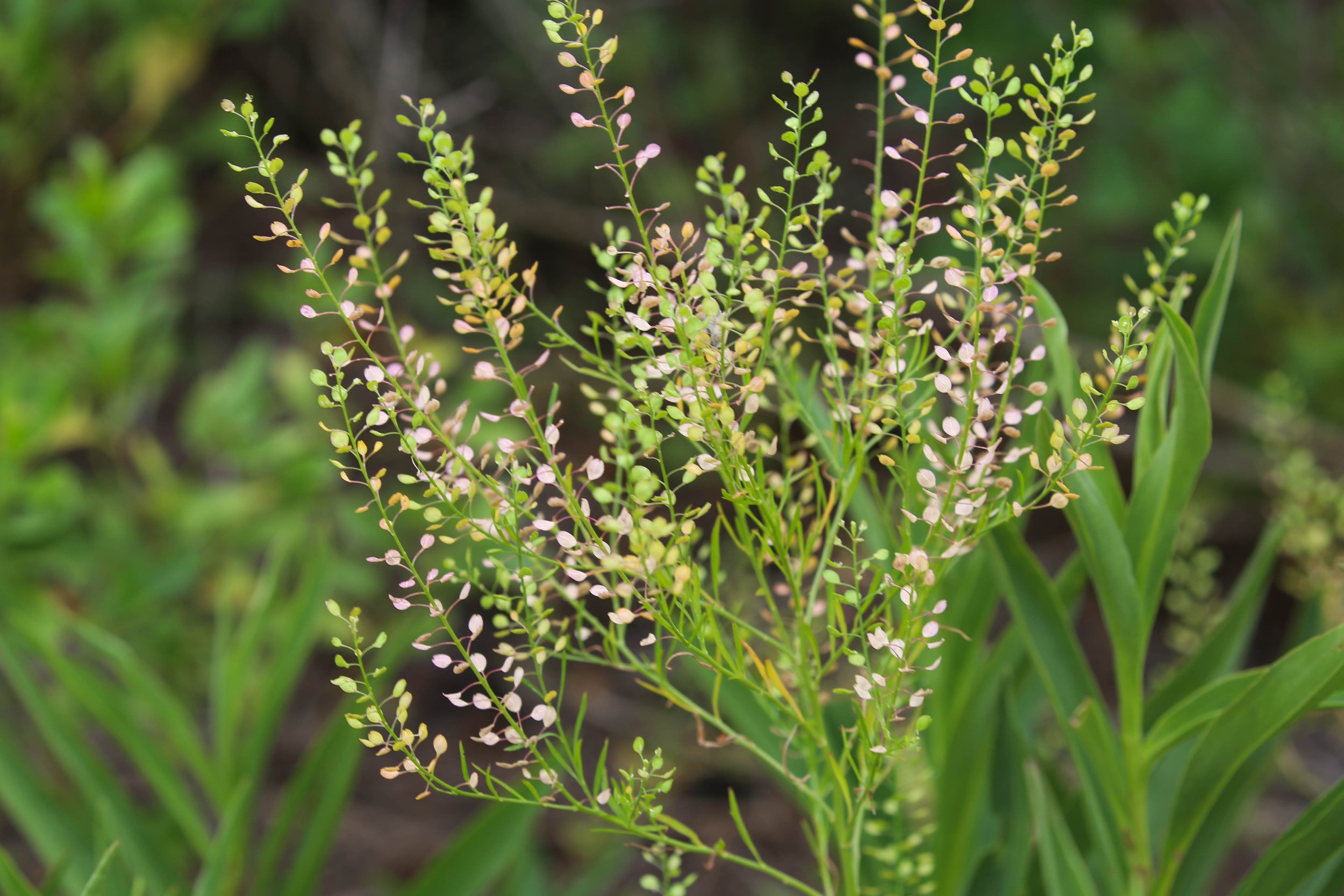 Sea lavender, Limonium carolinianum