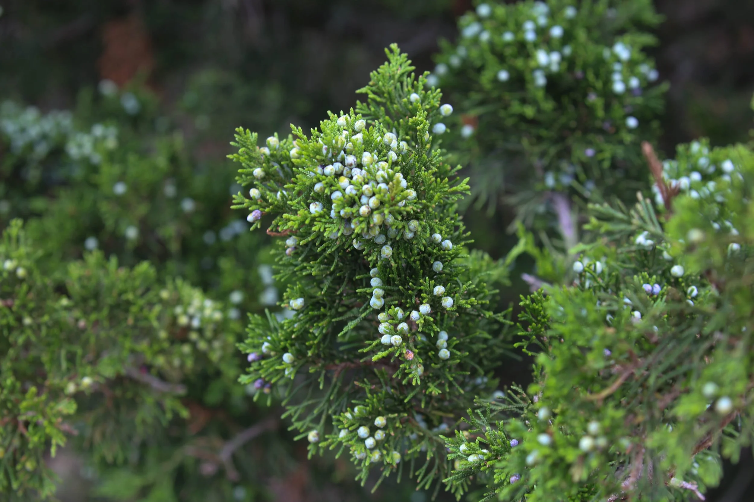 Sea lavender, Limonium carolinianum