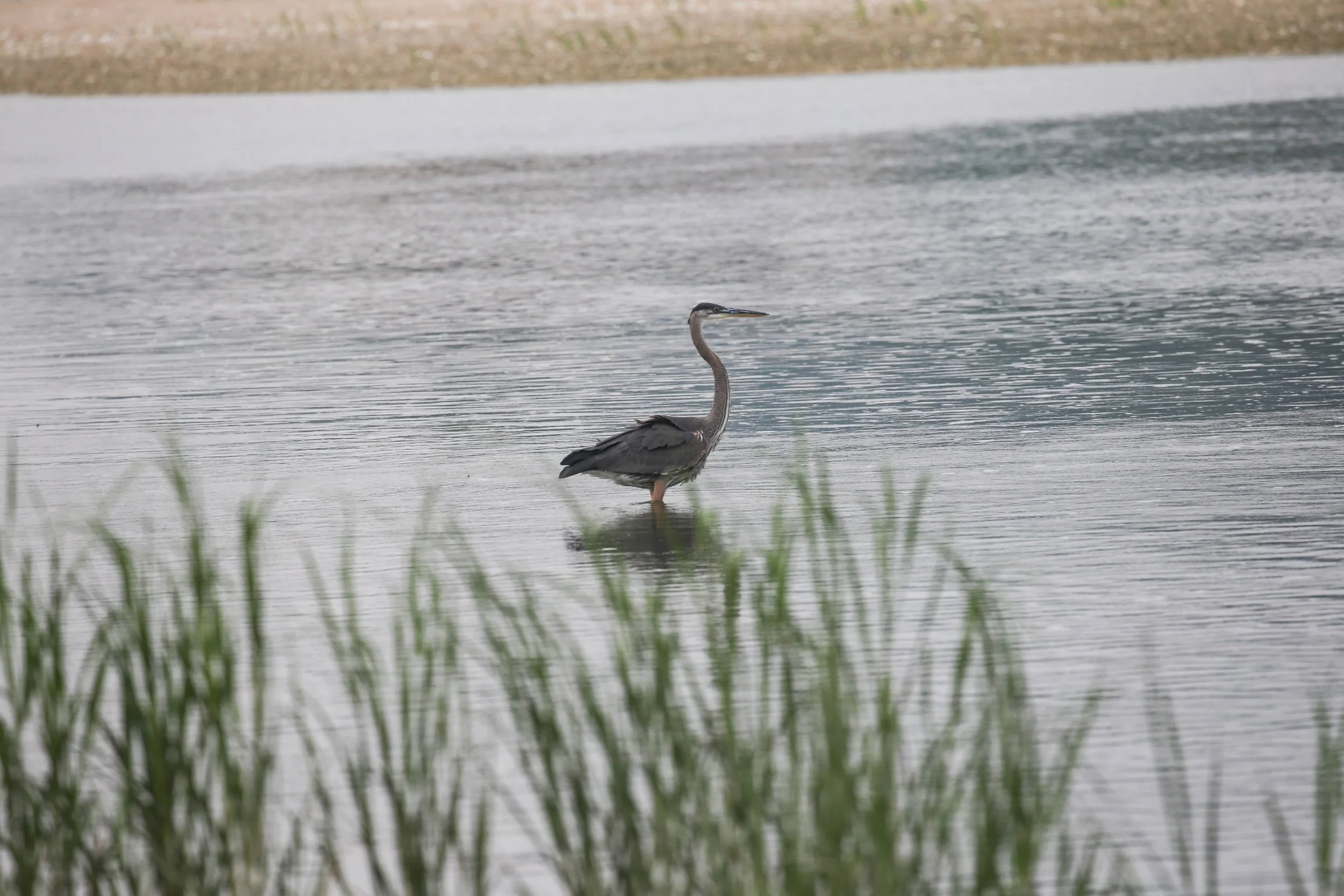 Great Blue Heron Ardea herodias