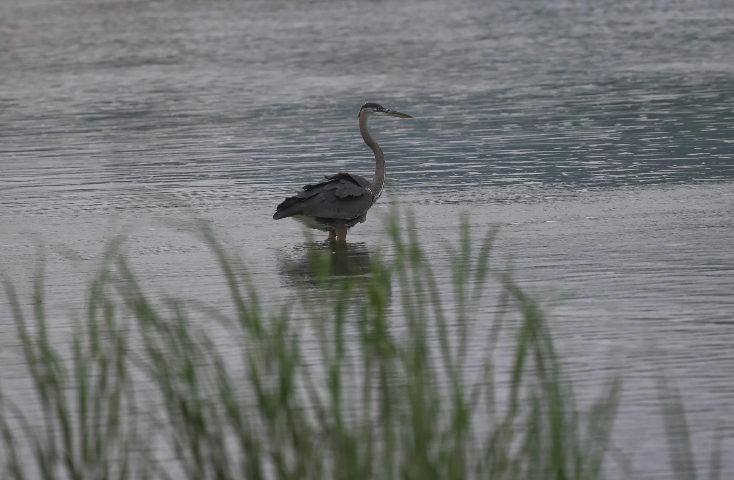 Great Blue Heron Ardea herodias