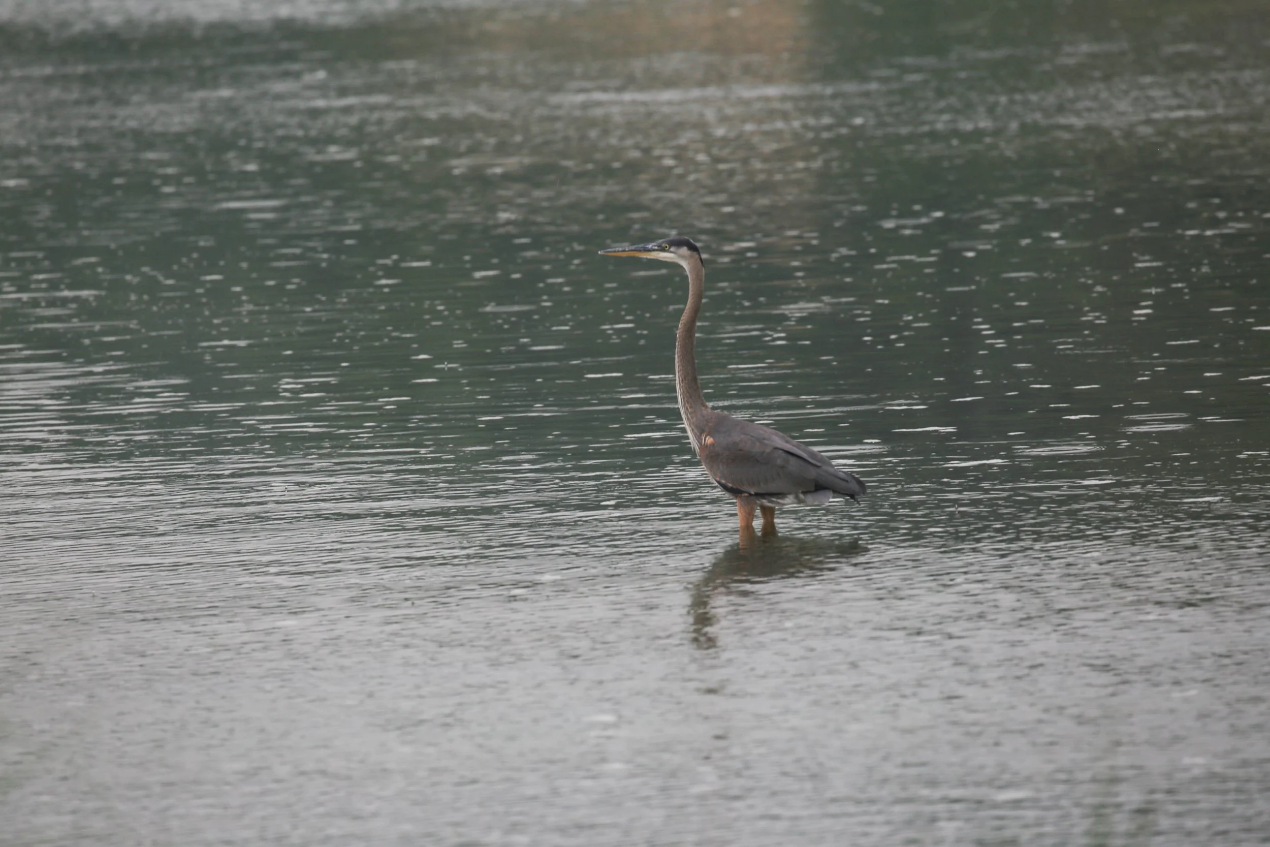 Great Blue Heron Ardea herodias