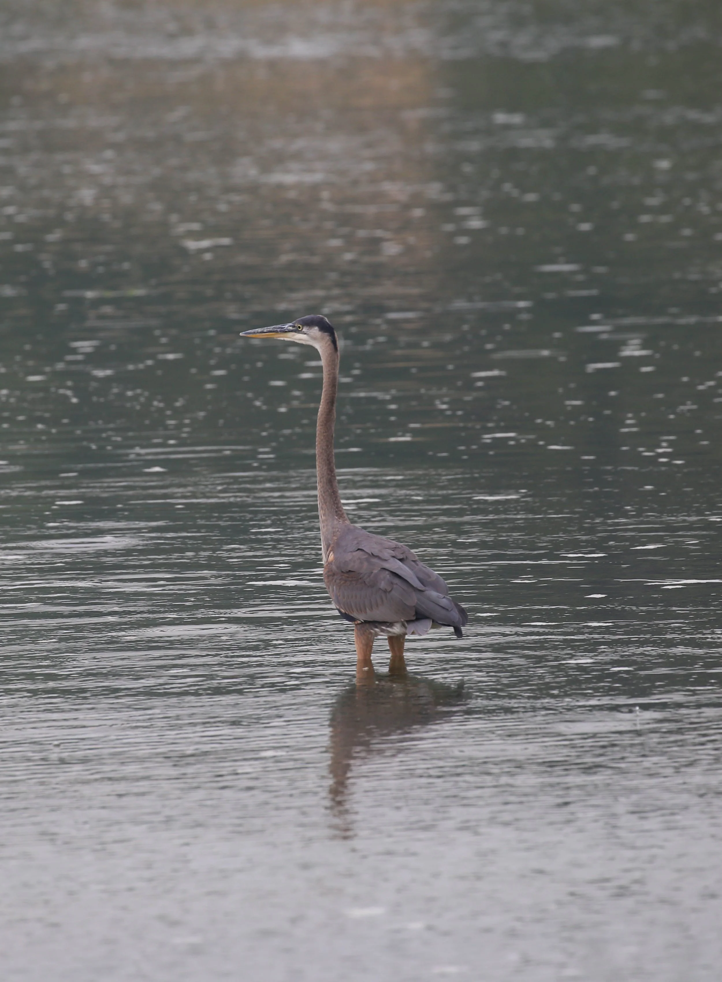 Great Blue Heron Ardea herodias
