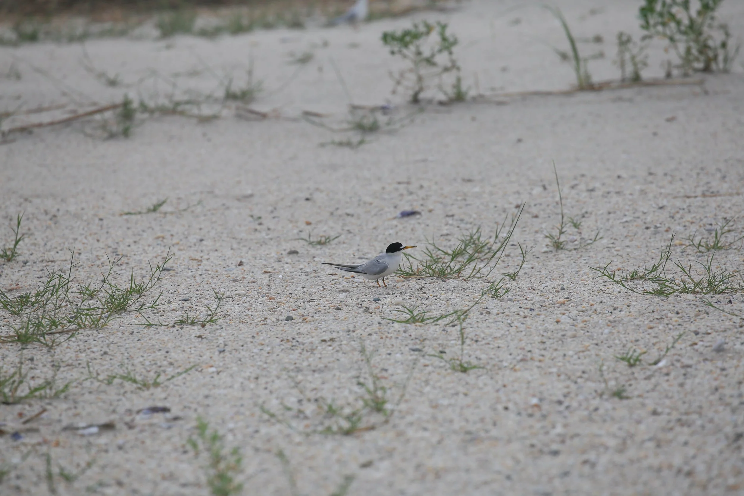Least Tern, Sternula antillarum