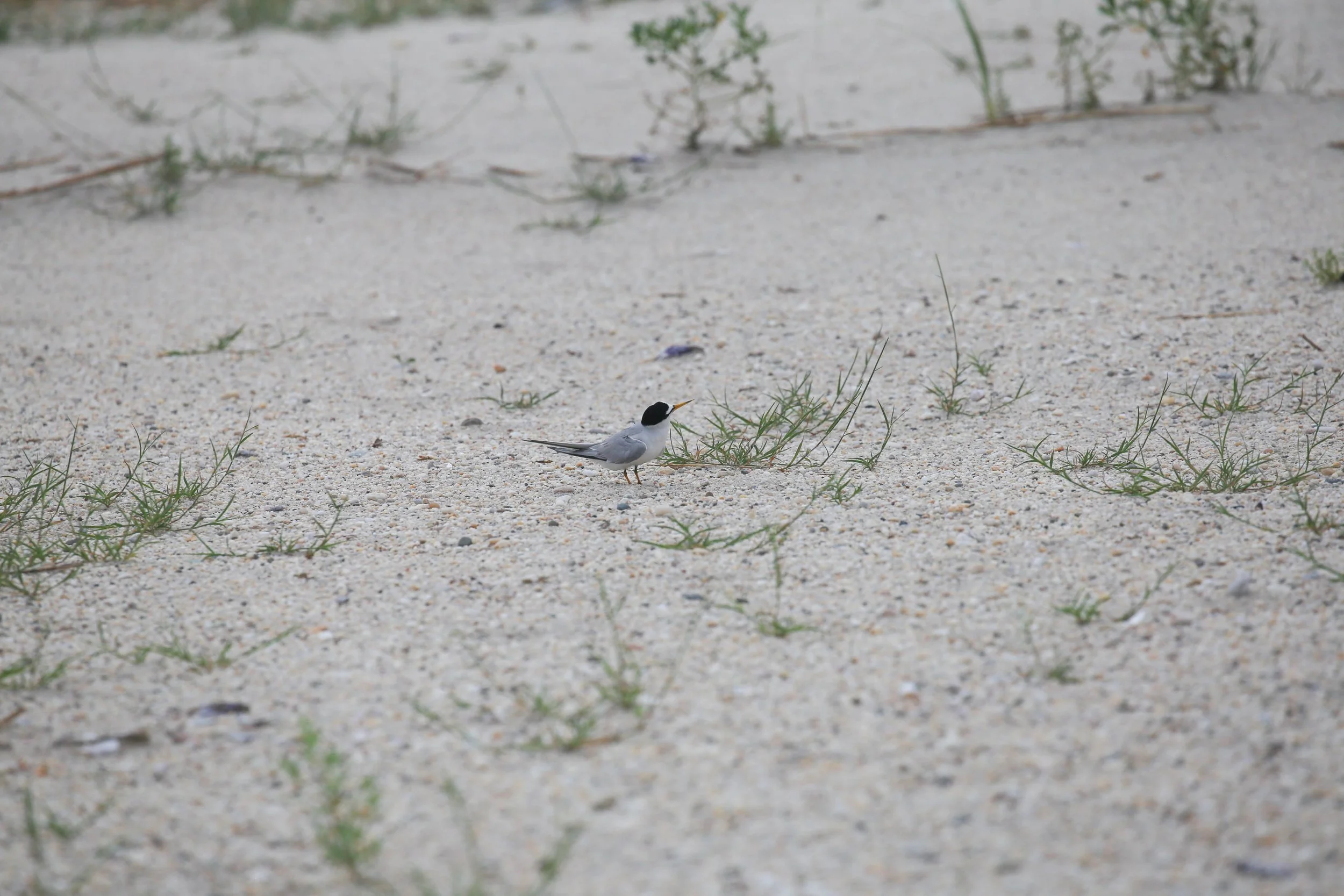 Least Tern, Sternula antillarum