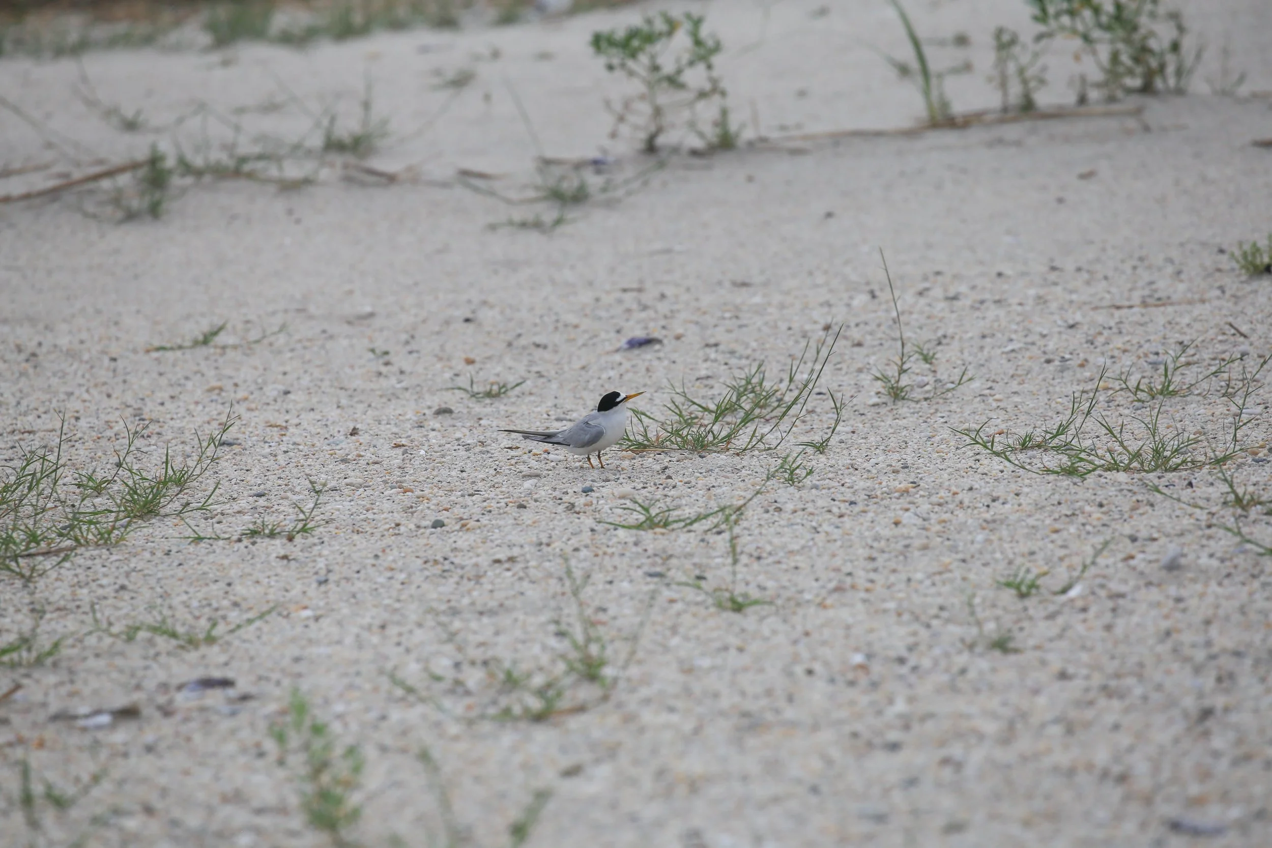 Least Tern, Sternula antillarum