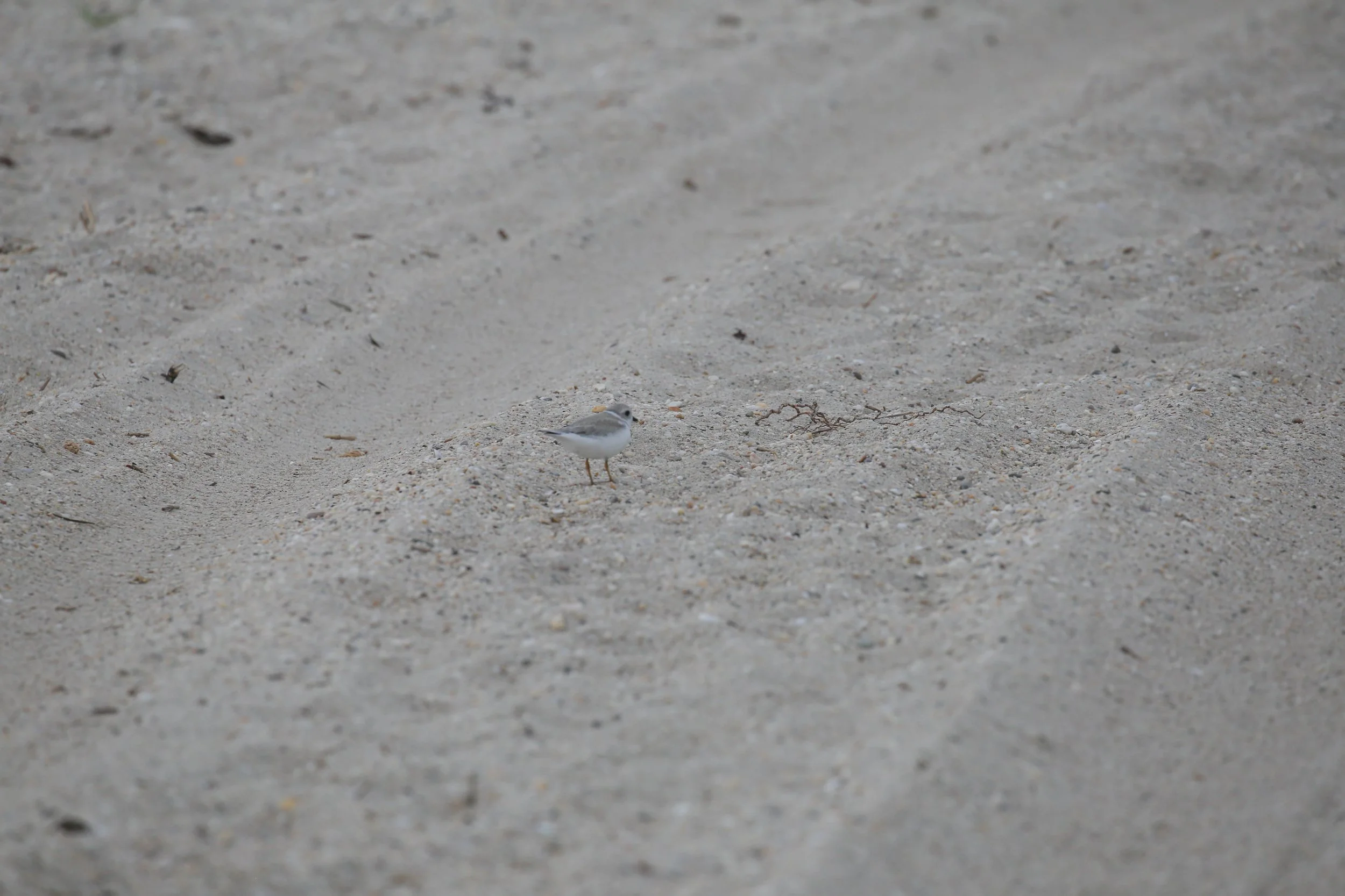 Piping Plover, Charadrius melodus