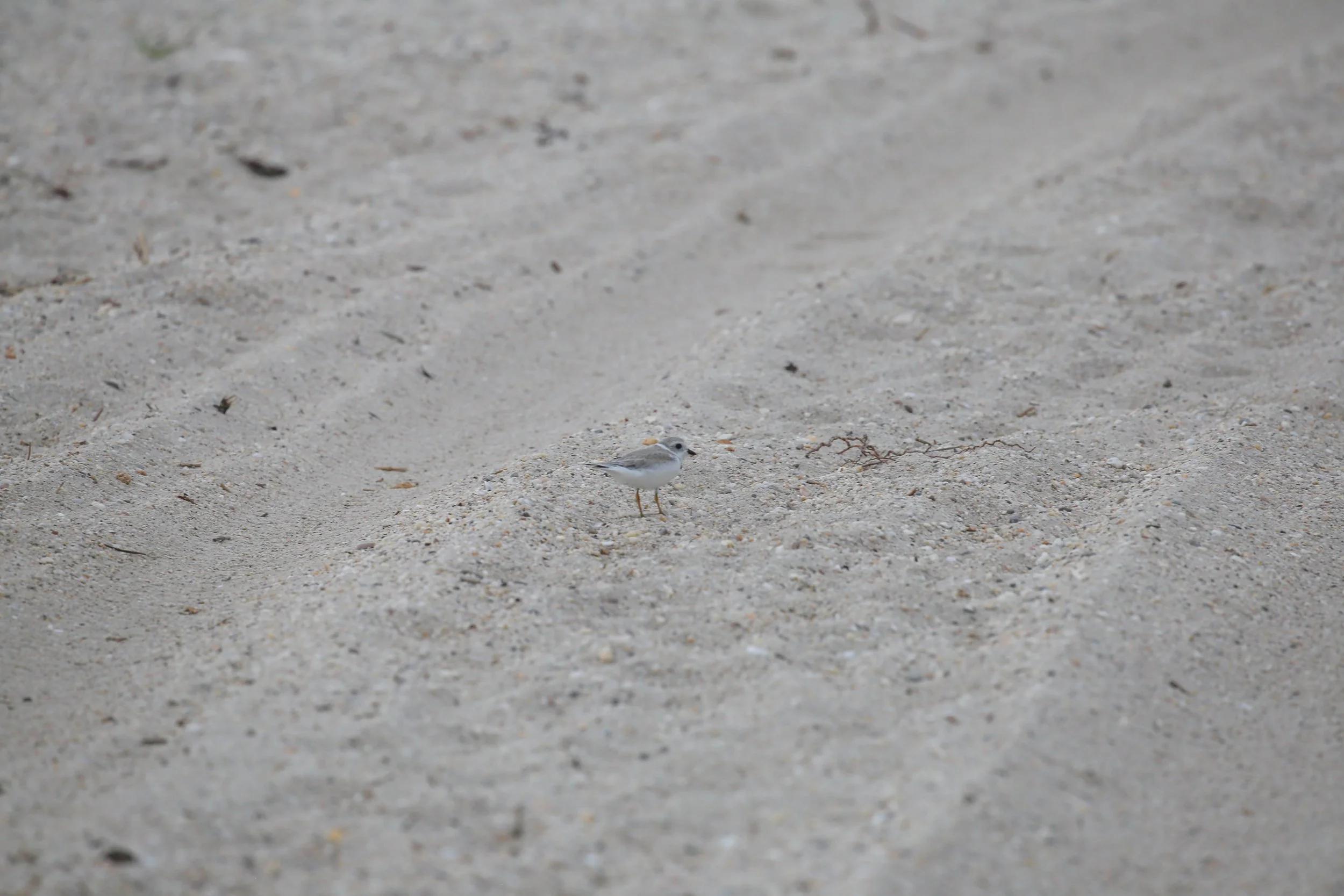 Piping Plover, Charadrius melodus