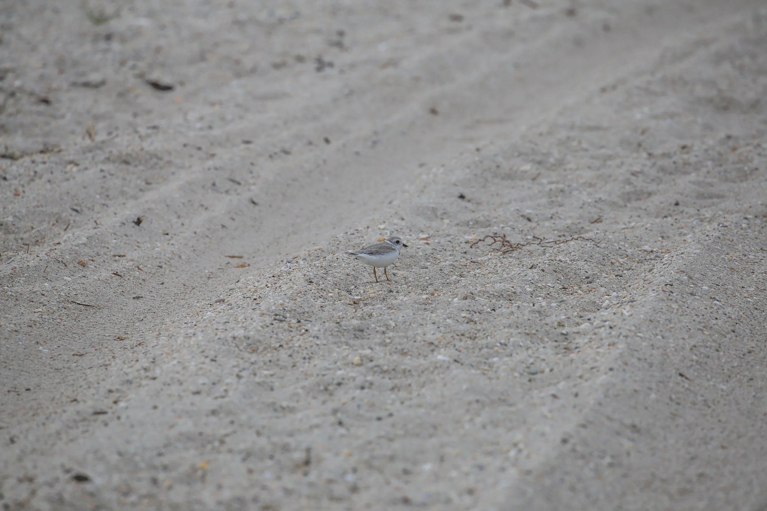 Piping Plover, Charadrius melodus
