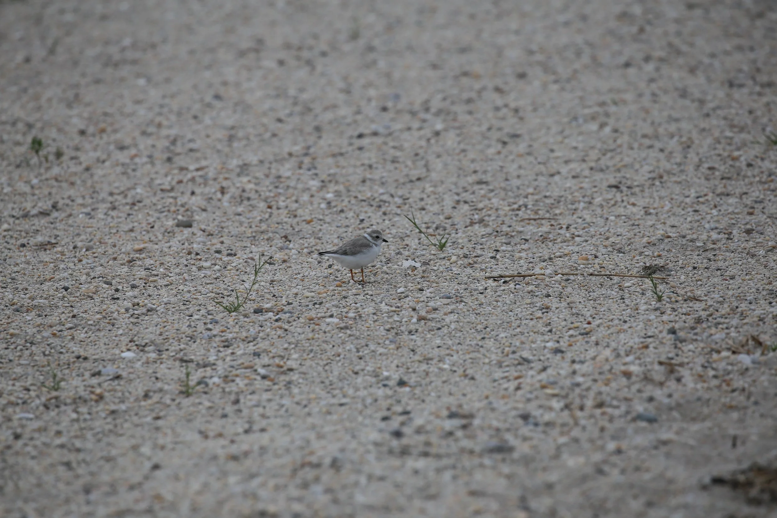 Piping Plover, Charadrius melodus