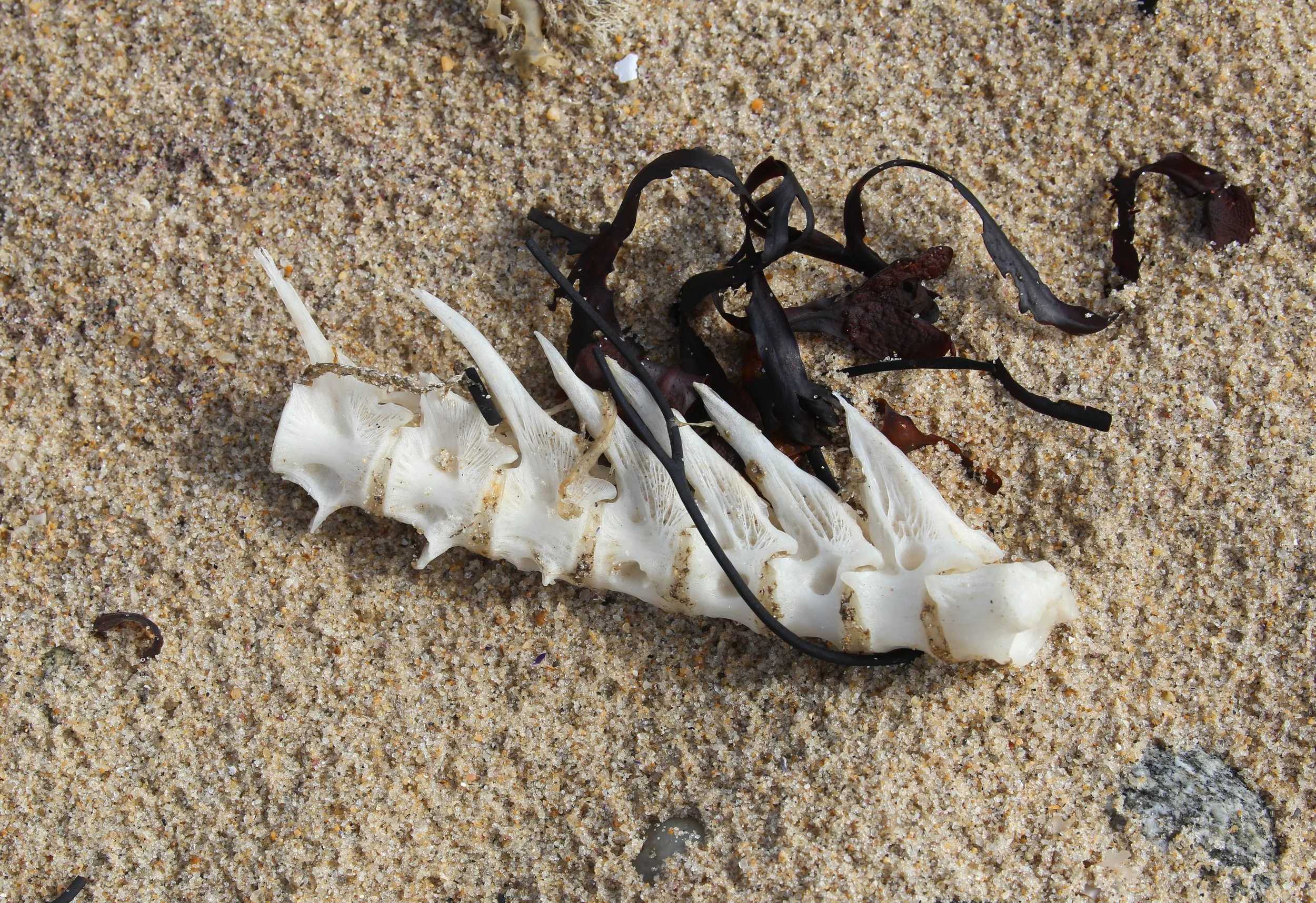 Montauk, New York, Hither Hills State Park, Iodine Beach & Montauk Point State Park, June 14 and 15