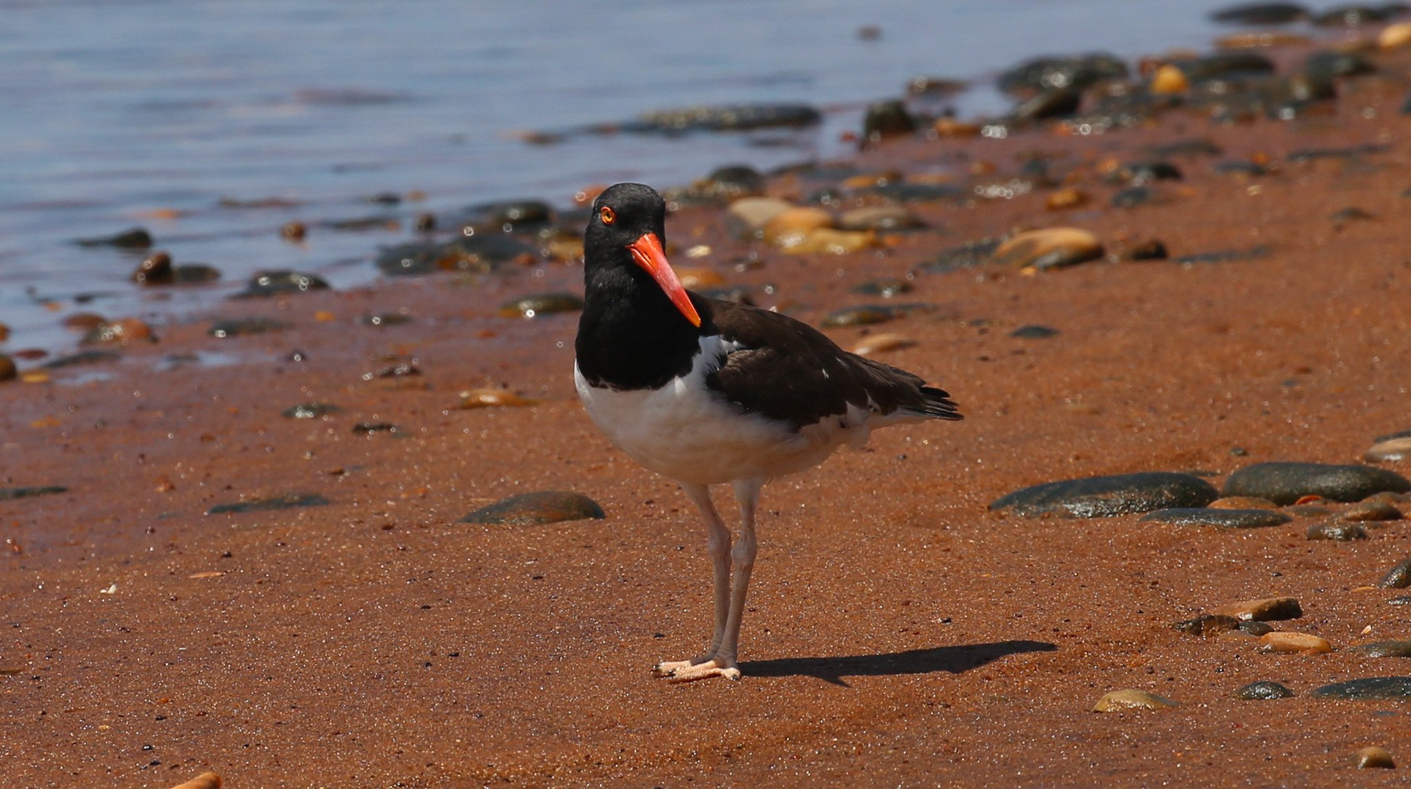 Montauk, NY, Iodine Beach, Hither Hills State Park, Napeague Harbor