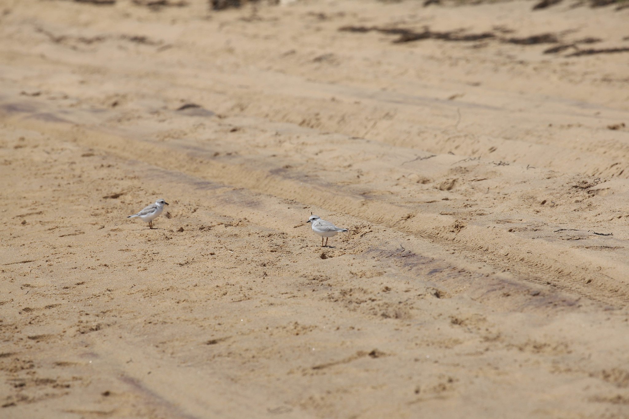 Montauk, NY, Iodine Beach, Hither Hills State Park, Napeague Harbor