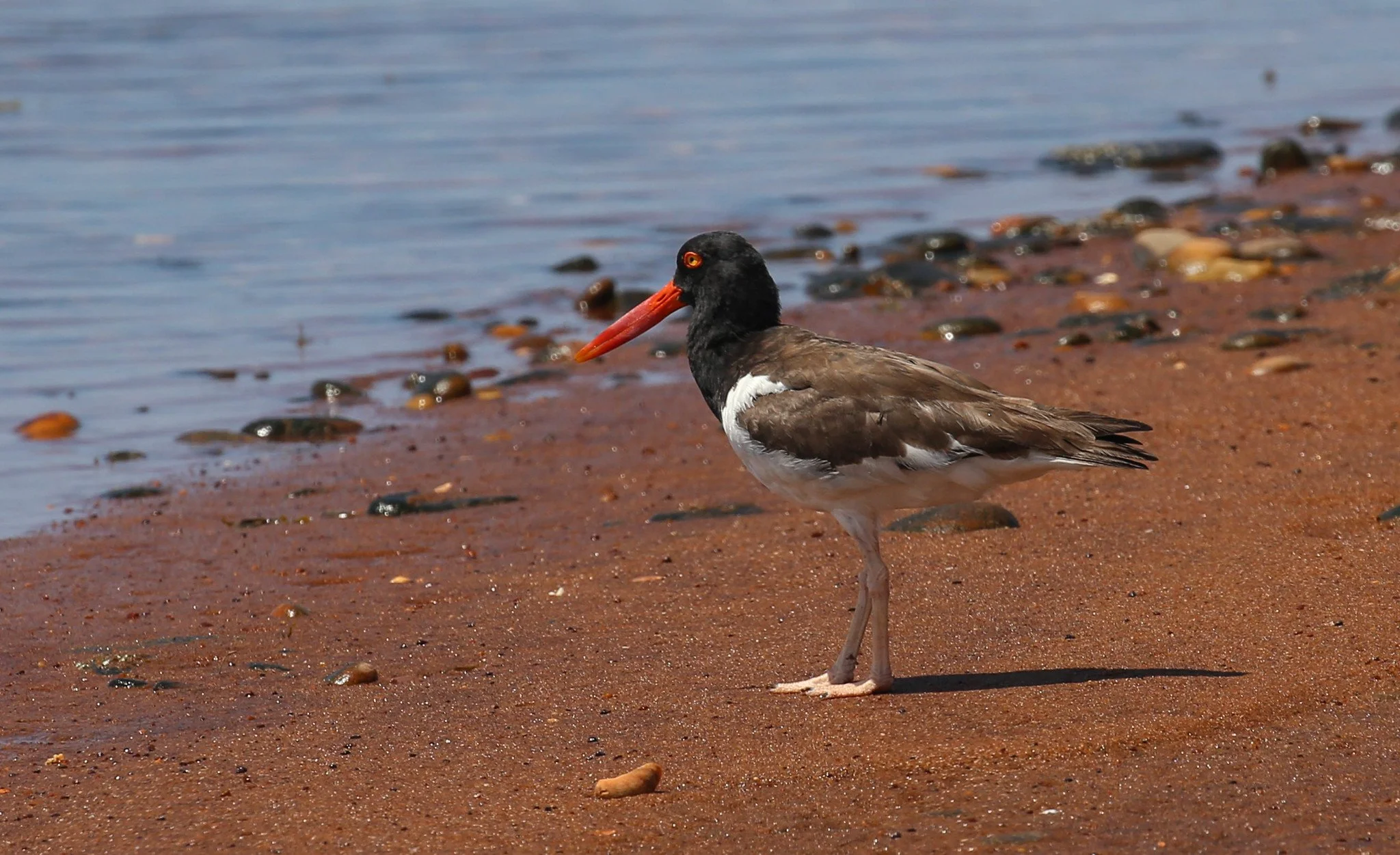 Montauk, NY, Iodine Beach, Hither Hills State Park, Napeague Harbor