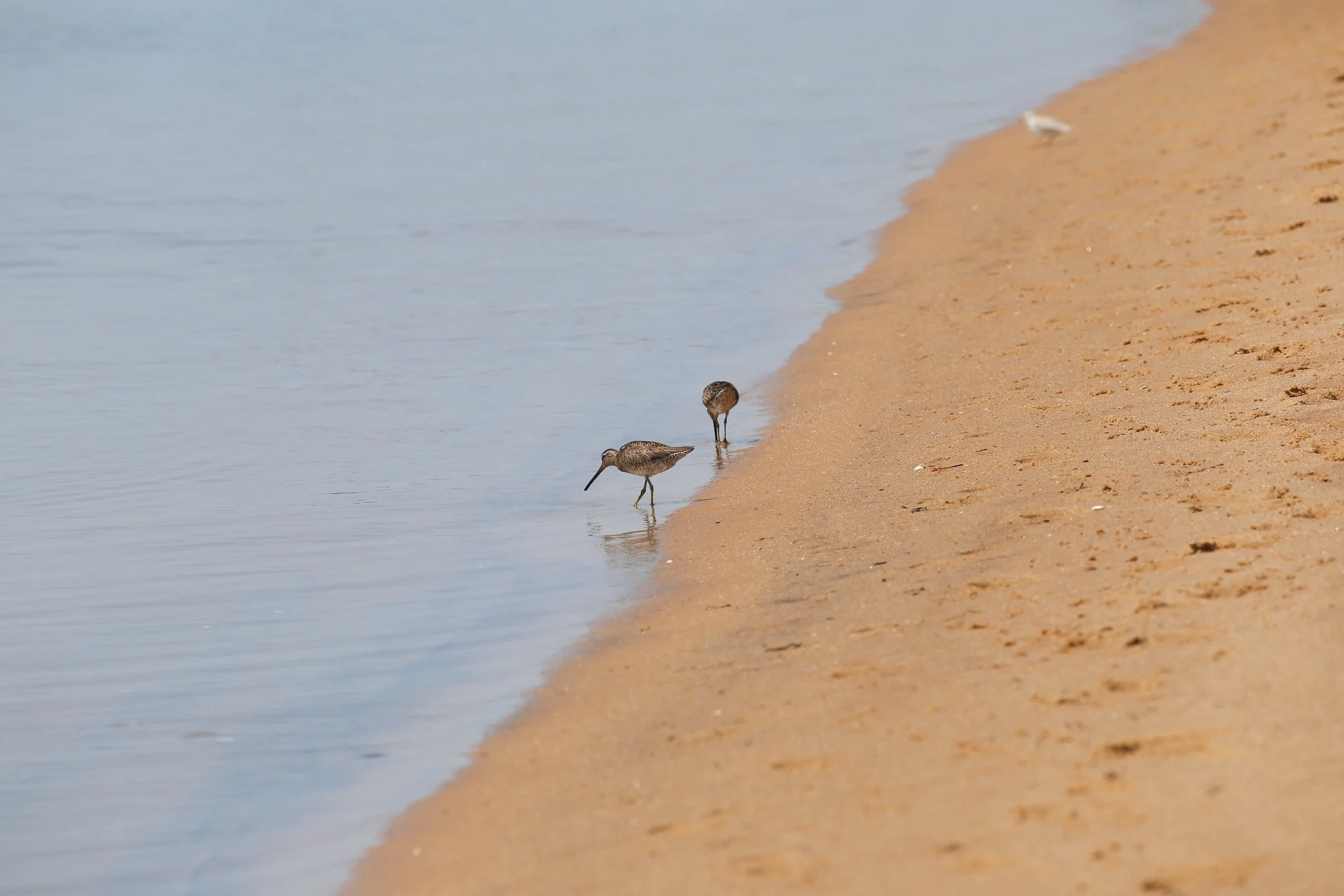 Montauk, NY, Iodine Beach, Hither Hills State Park, Napeague Harbor
