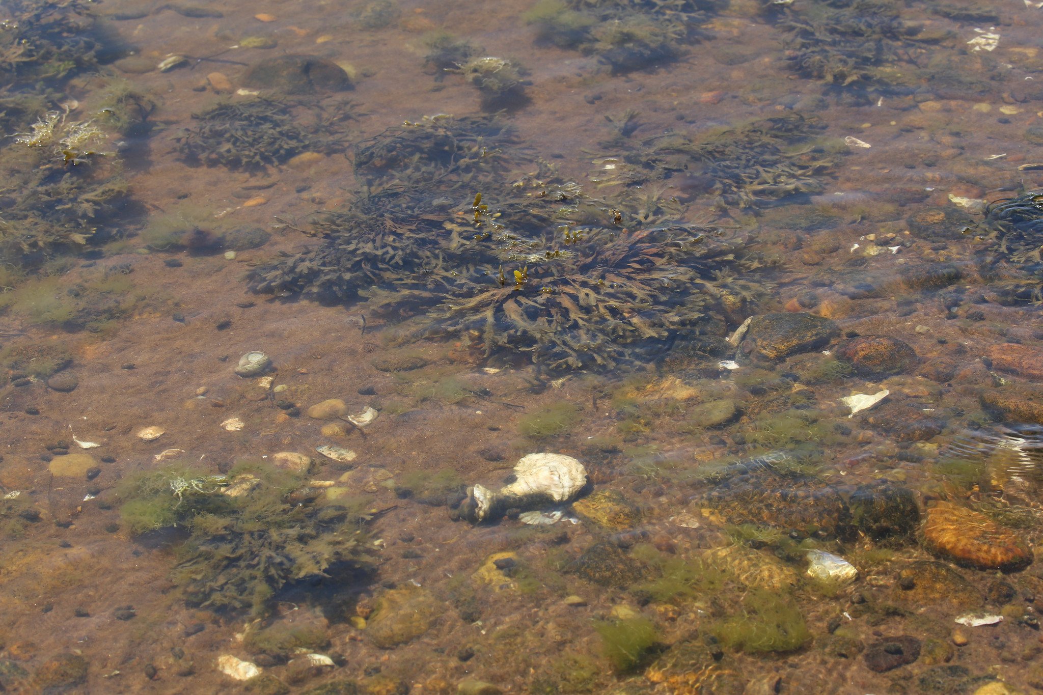Montauk, NY, Iodine Beach, Hither Hills State Park, Napeague Harbor