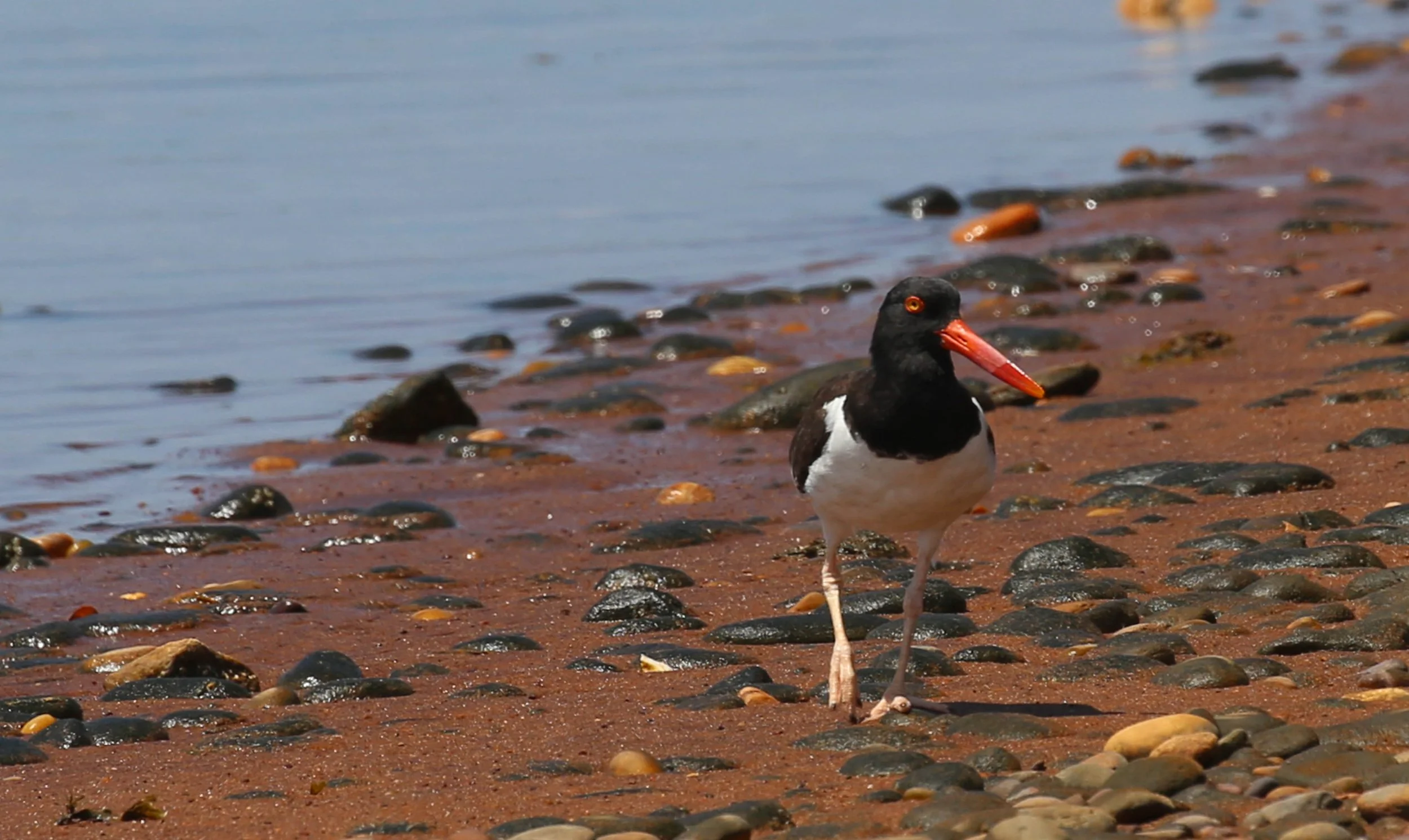American Oystercatcher, Haematopus palliatus
