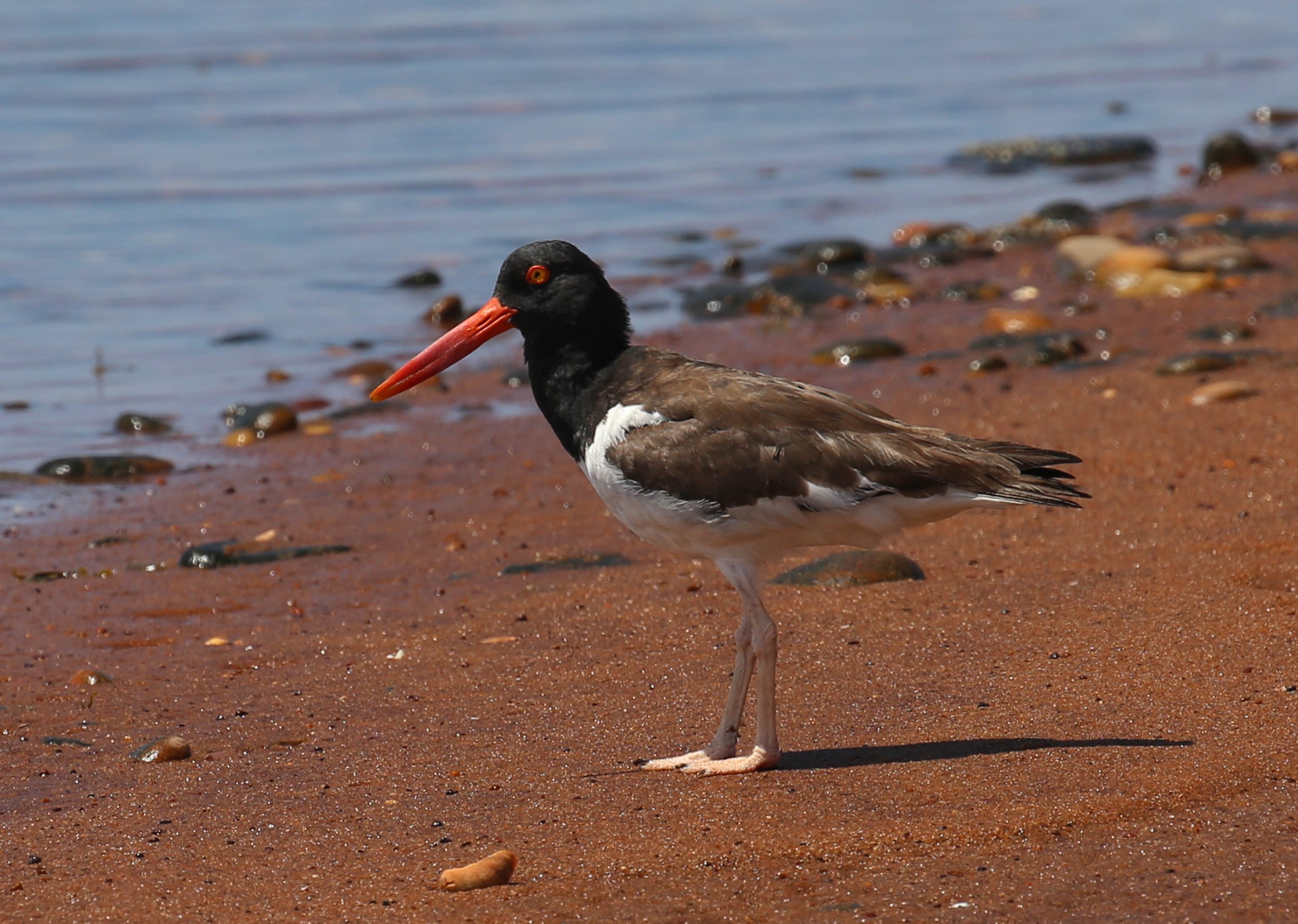 American Oystercatcher, Haematopus palliatus