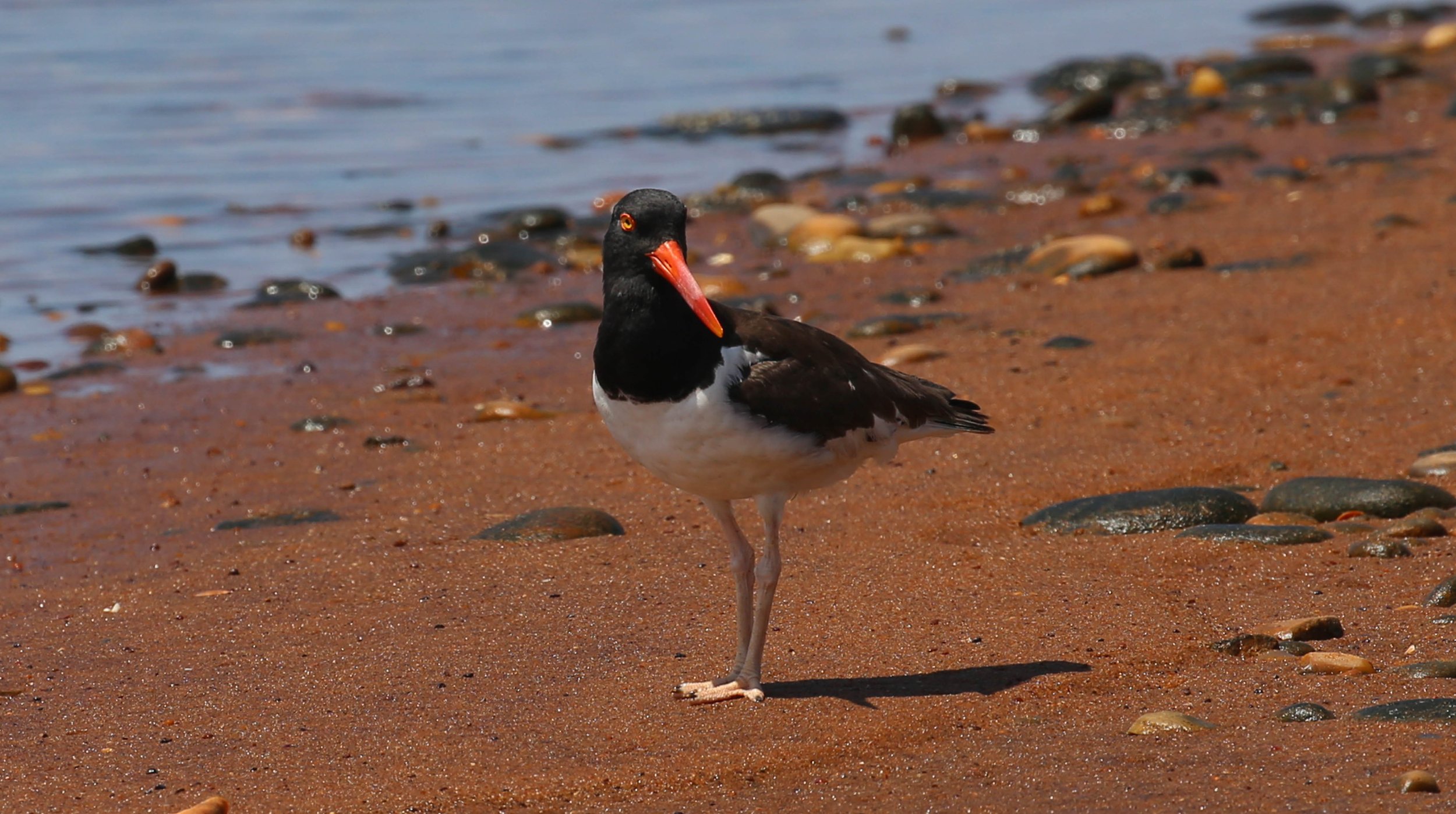 Montauk, New York, Hither Hills State Park, Napeague Harbor, Iodine Beach, July 26, 2026