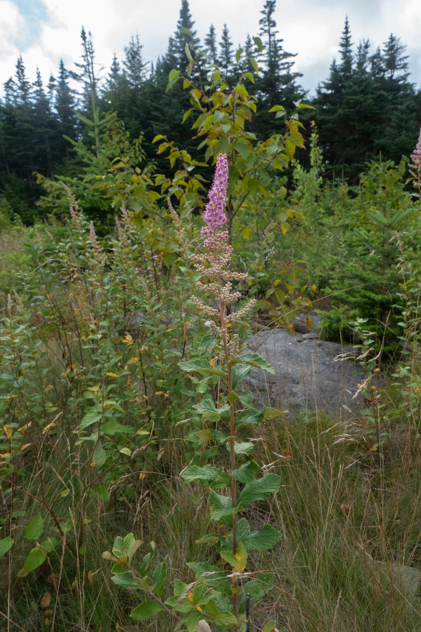 Catskill Mountains, Hunter Mountain via Spruceton Trail