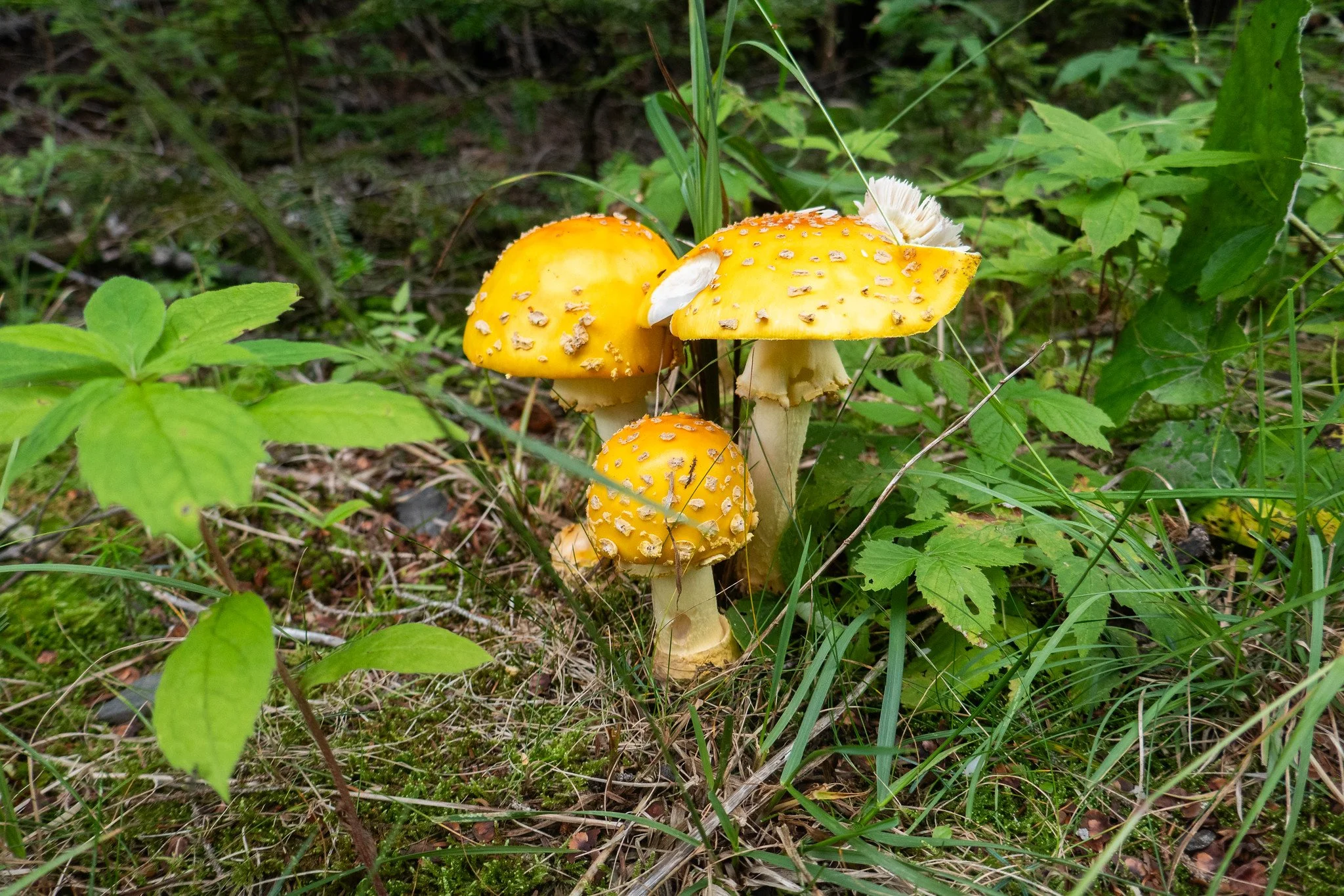 Catskill Mountains, Hunter Mountain via Spruceton Trail