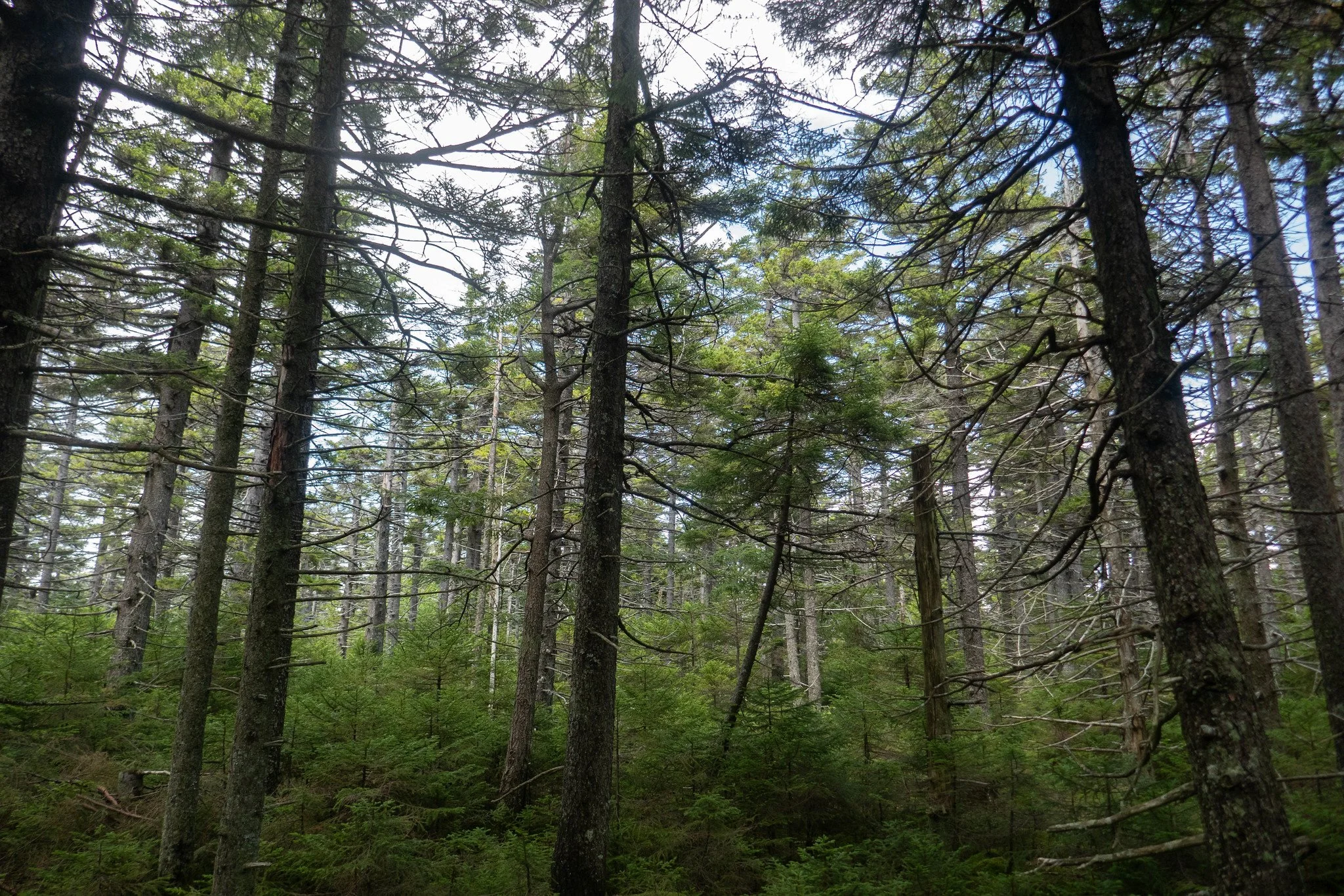 Catskill Mountains, Hunter Mountain via Spruceton Trail