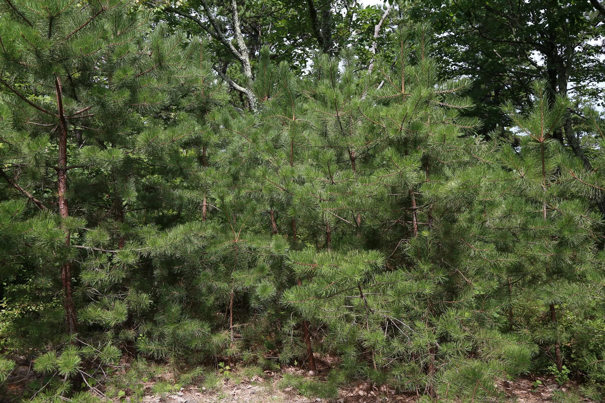 Minnewaska State Park, Millbrook Mountain Lookout