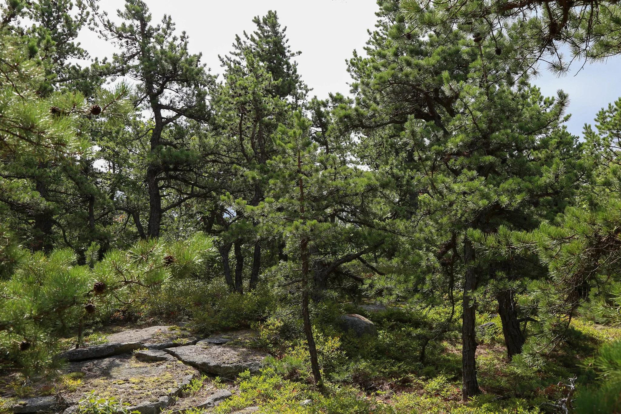 Minnewaska State Park, Millbrook Mountain Lookout