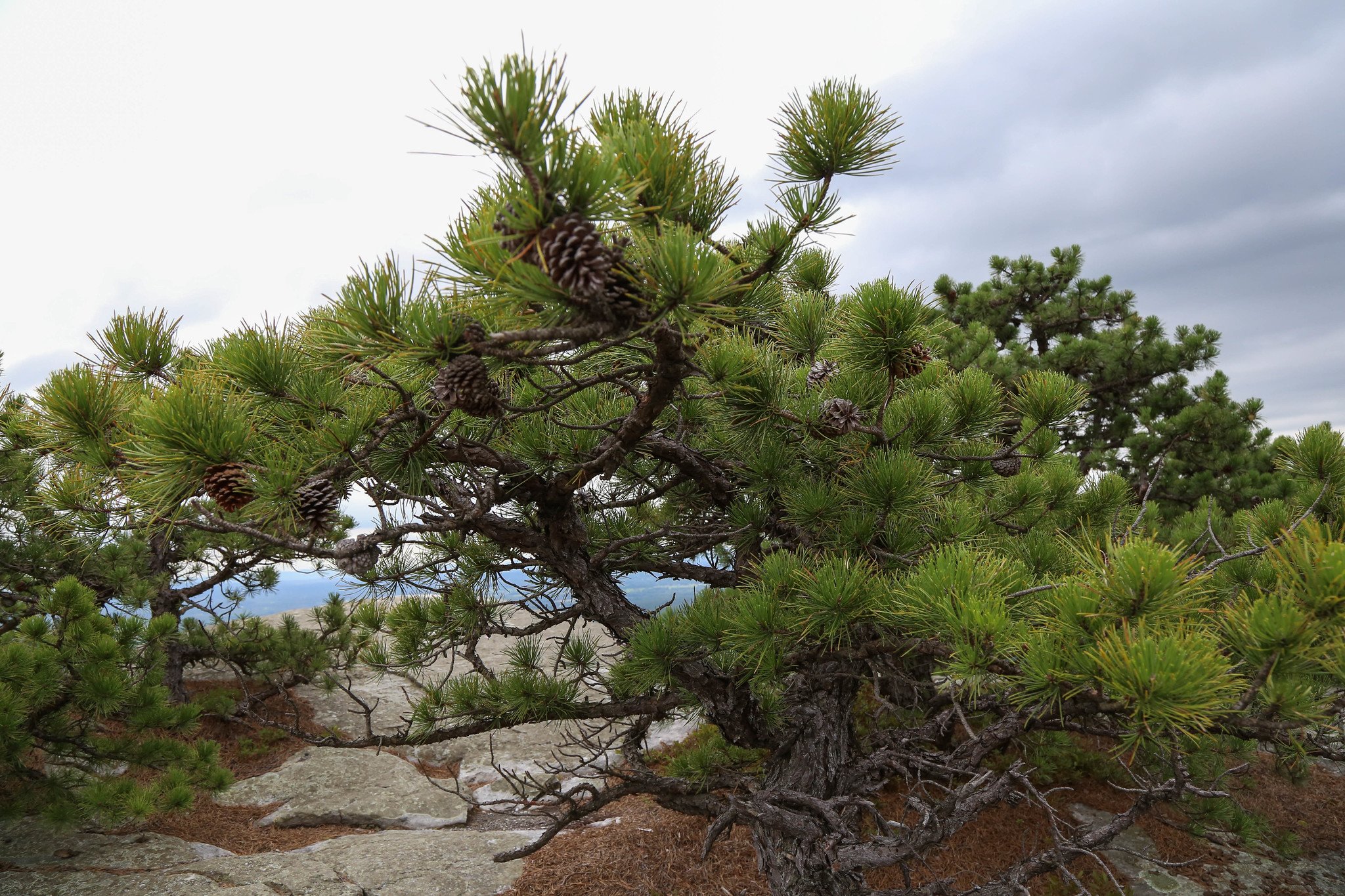 Minnewaska State Park, Millbrook Mountain Lookout