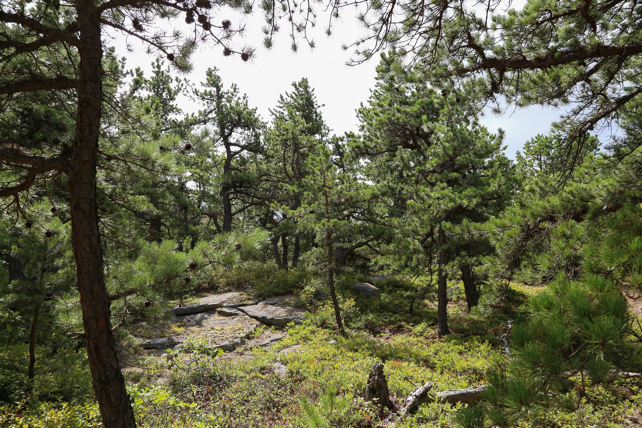 Minnewaska State Park, Millbrook Mountain Lookout