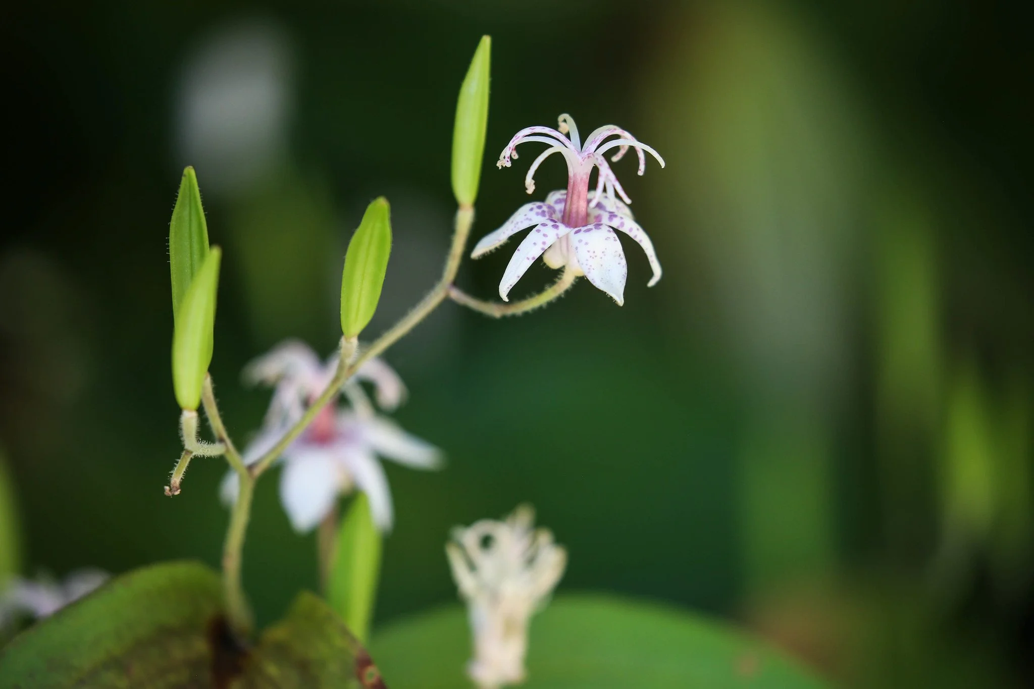 New York Botanical Garden